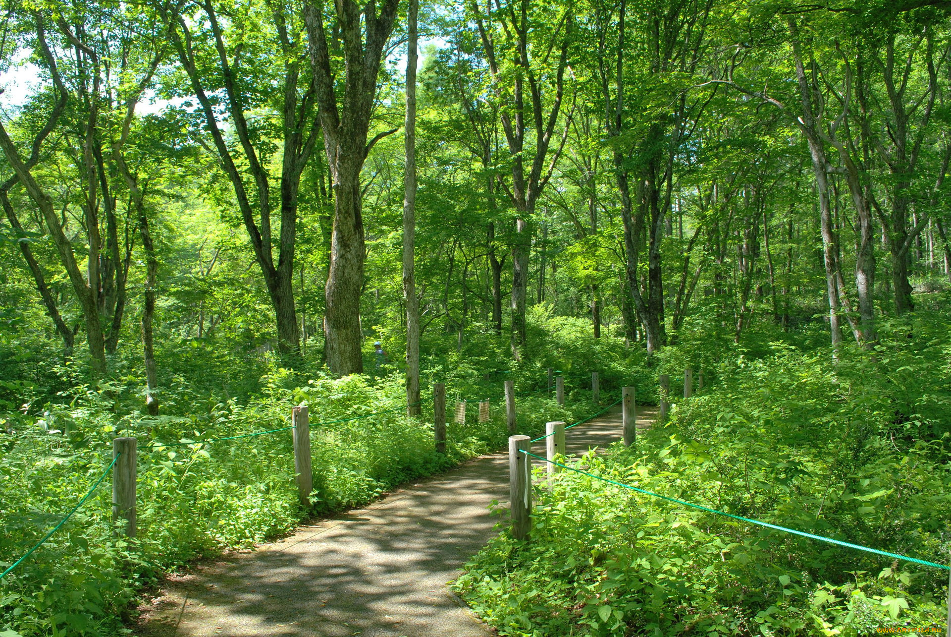 природа, лес