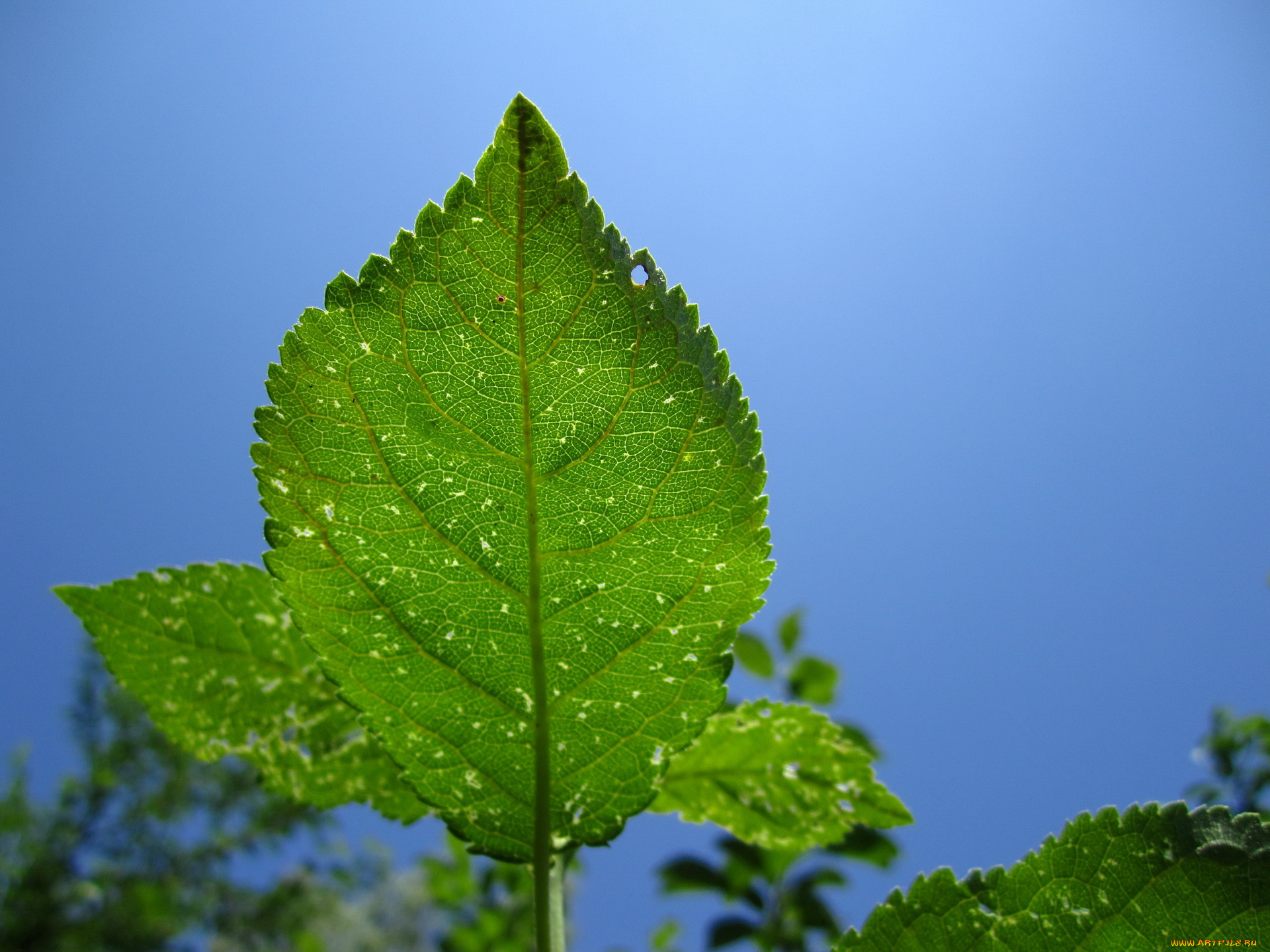 природа, листья