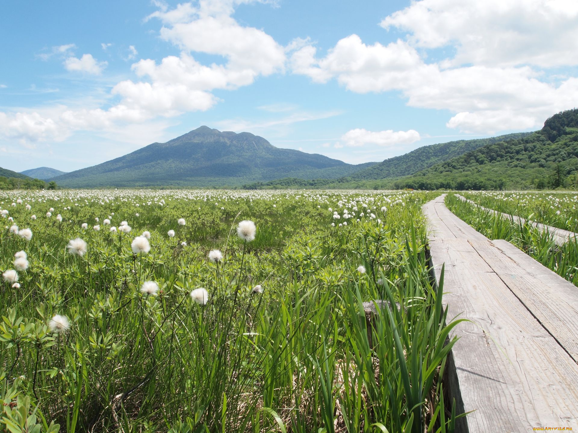 природа, луга, луг