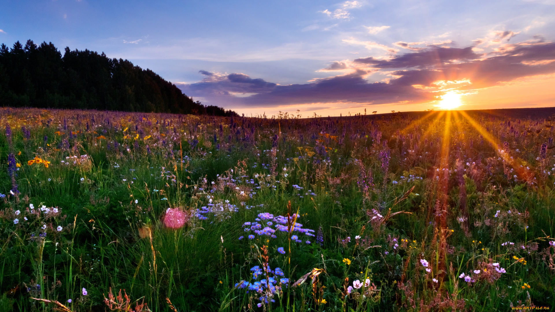 colorado, природа, восходы, закаты, цветы, закат, луг, колорадо