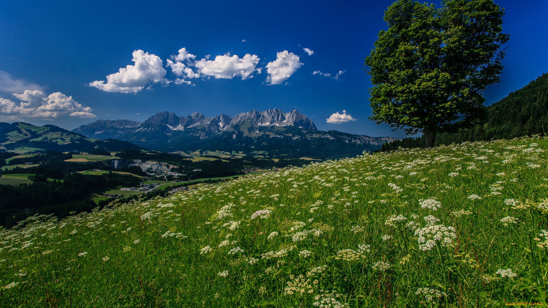 kitzb&, 252, hel, austria, природа, пейзажи, луг, цветы, горы, дерево, альпы, тироль, австрия, kitzbuhel, tyrol, alps, кицбюэль