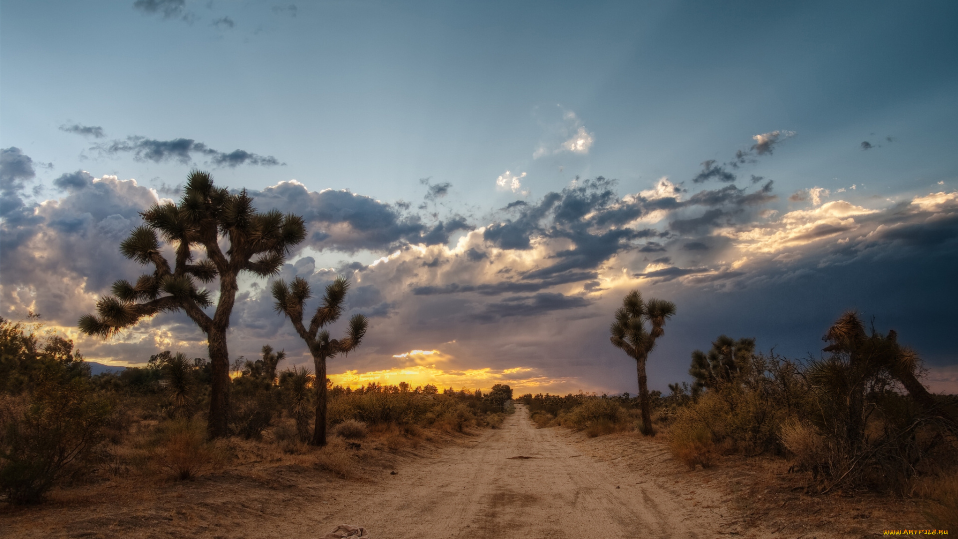mojave, desert, usa, природа, дороги, дерево, джошуа, закат, пустыня, мохаве