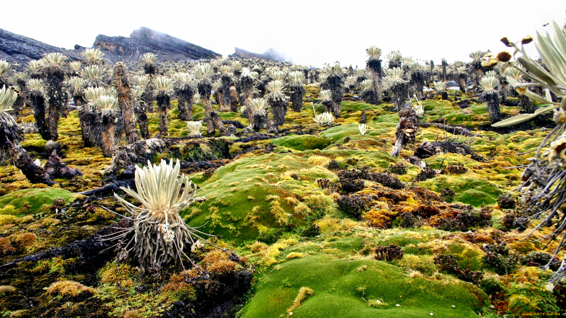 природа, горы, камни, мох, трава, кактусы