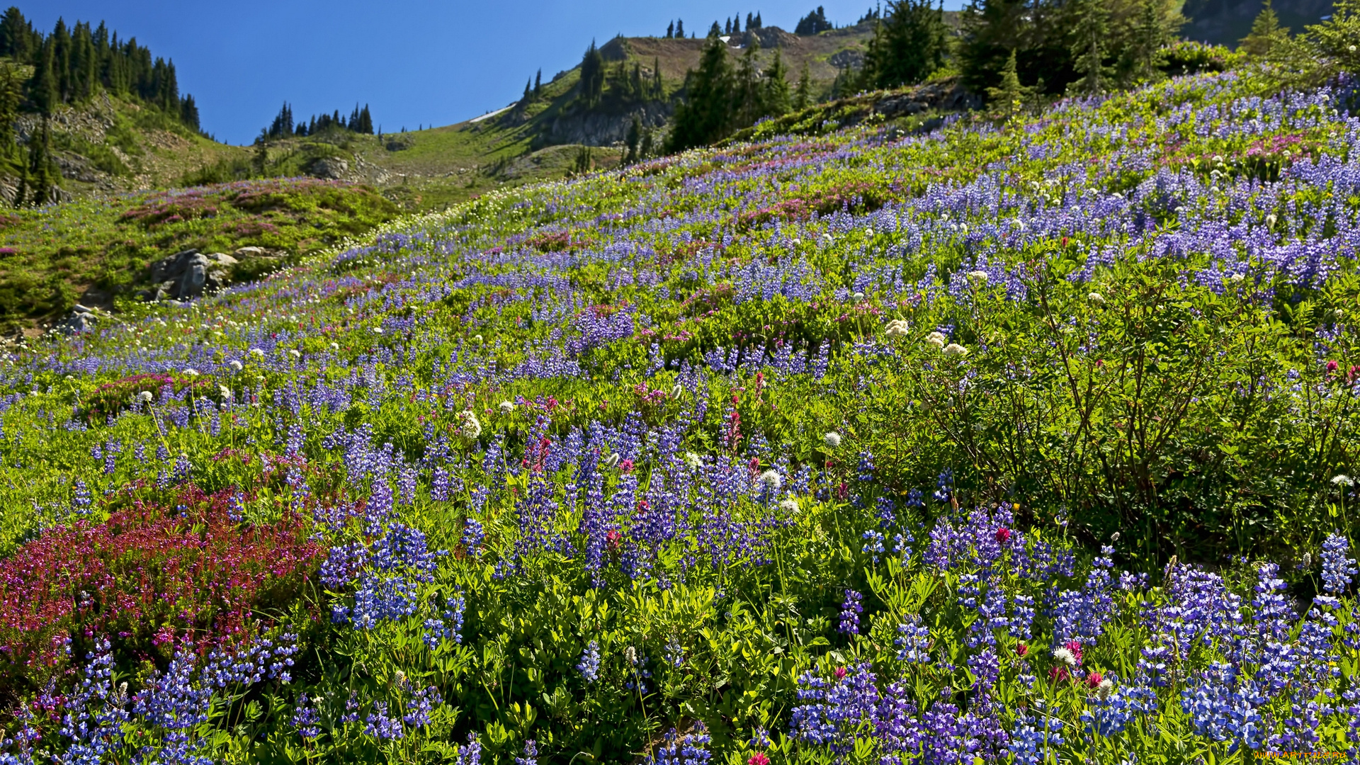 природа, луга, цветы, люпин, горы