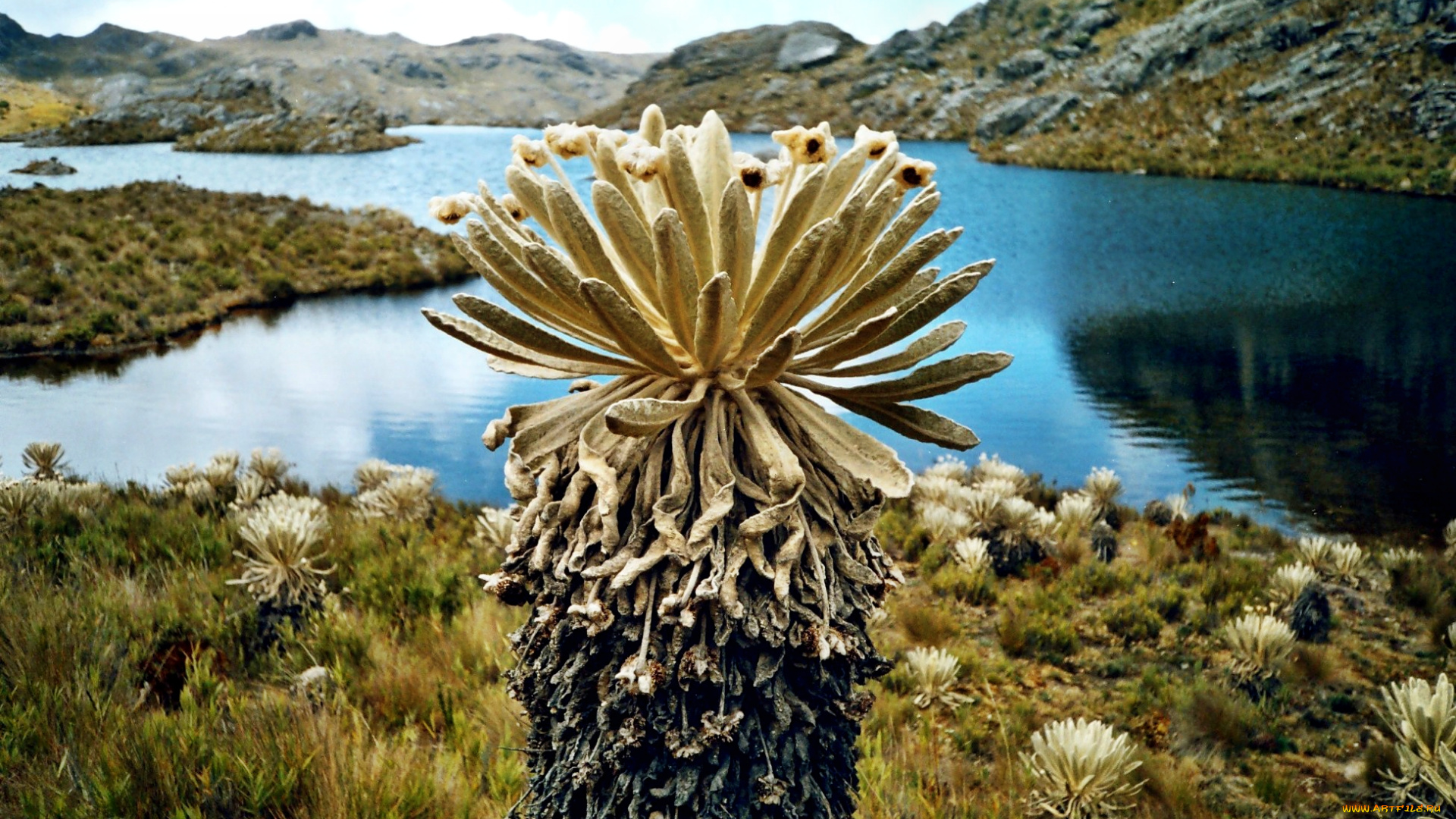 природа, реки, озера, горы, озеро, трава, кактусы