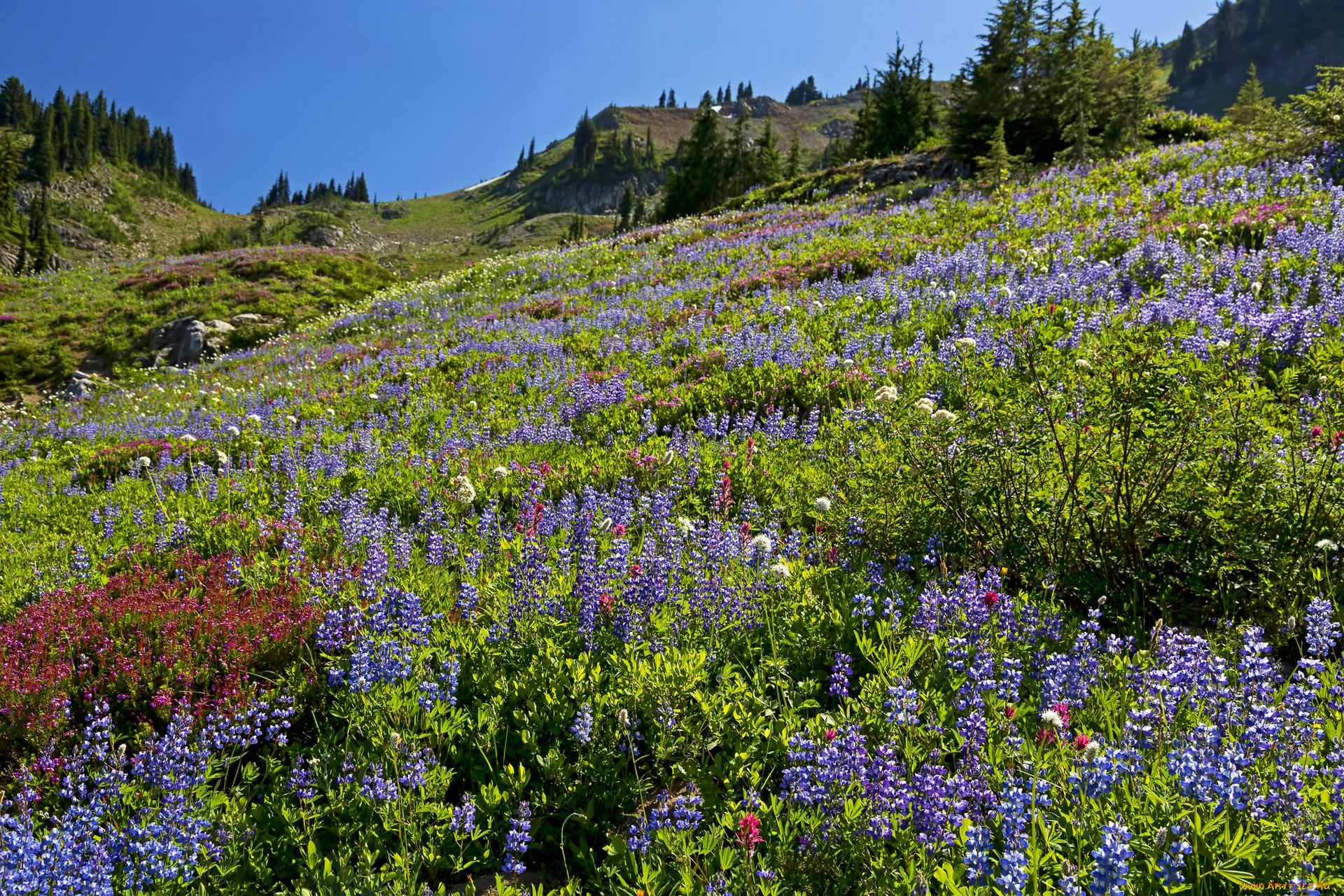 природа, луга, цветы, люпин, горы