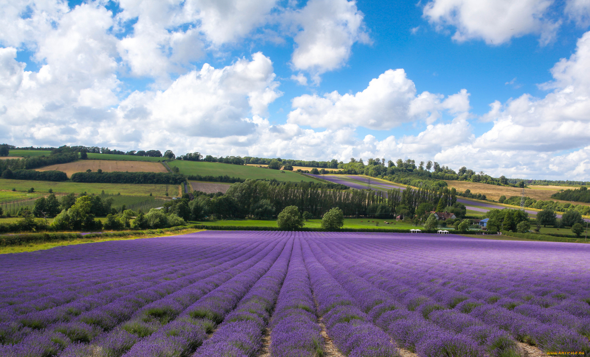 castle, farm, shoreham, kent, england, природа, поля, шорхэм, кент, англия, лаванда, облака