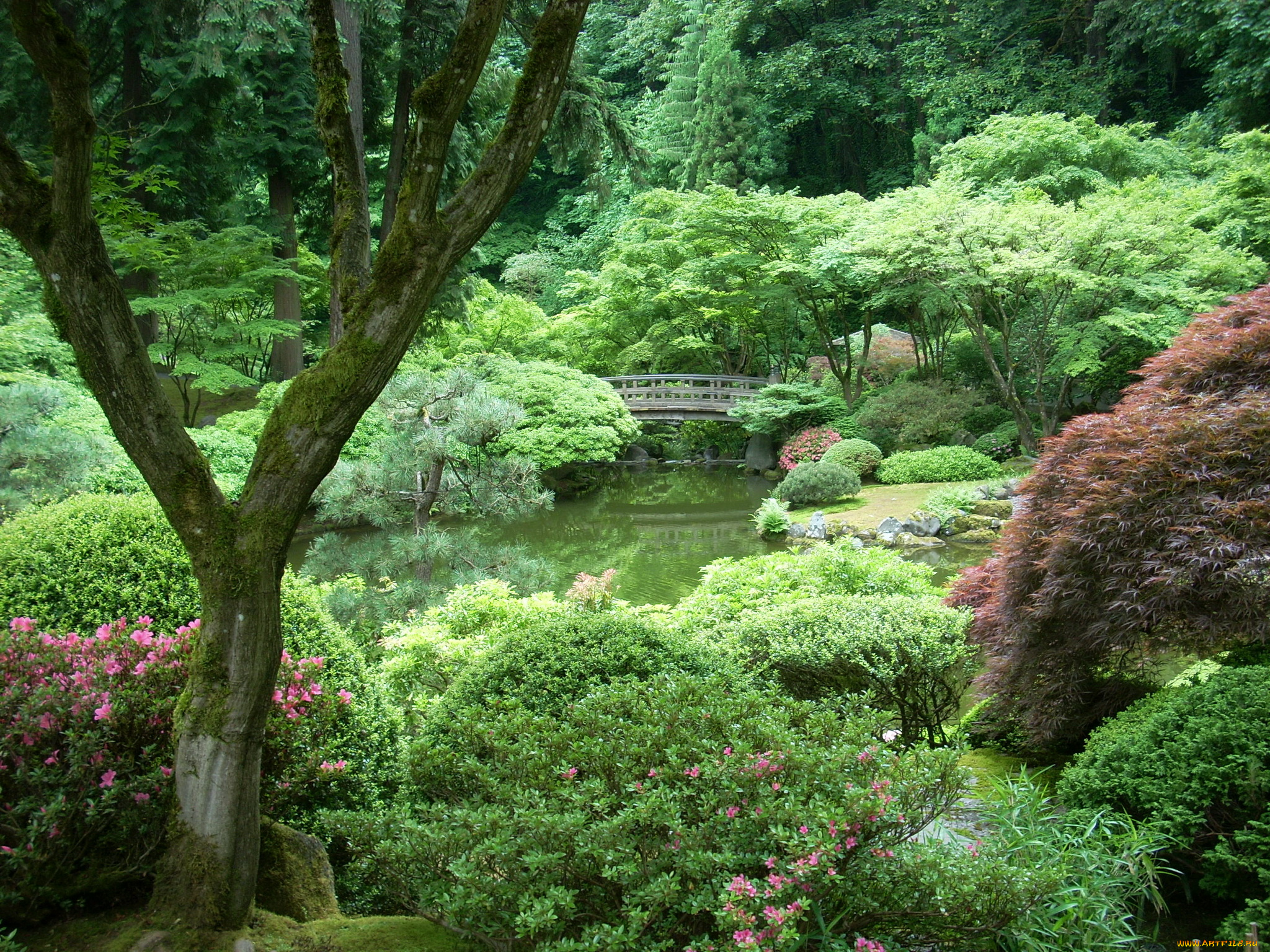 portland, japanese, garden, орегон, сша, природа, парк, водоем, мостик, растения