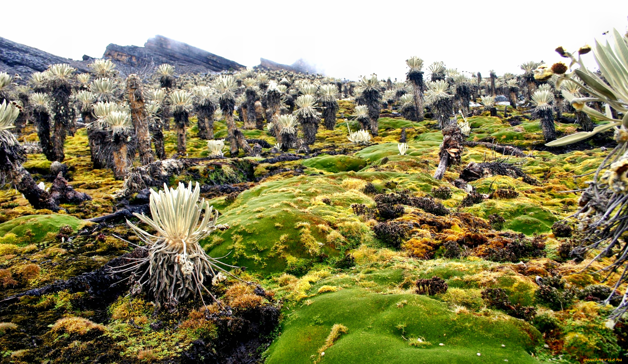 природа, горы, камни, мох, трава, кактусы