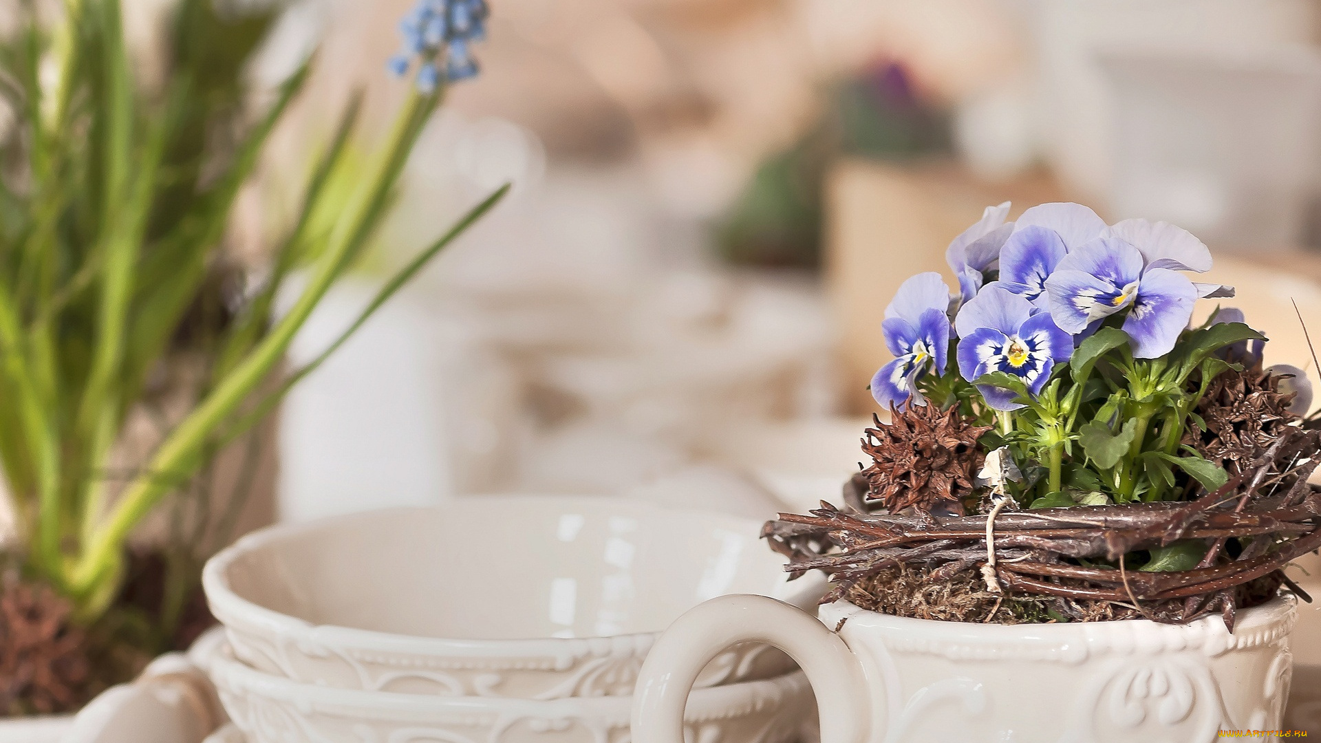 цветы, анютины, глазки, , садовые, фиалки, виола, веточки, горшочки, миски