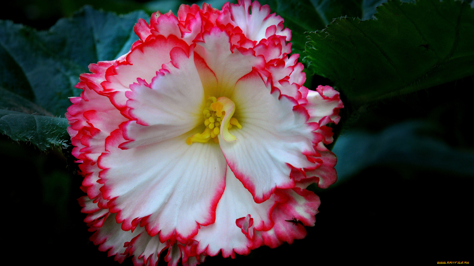 цветы, бегония, макро