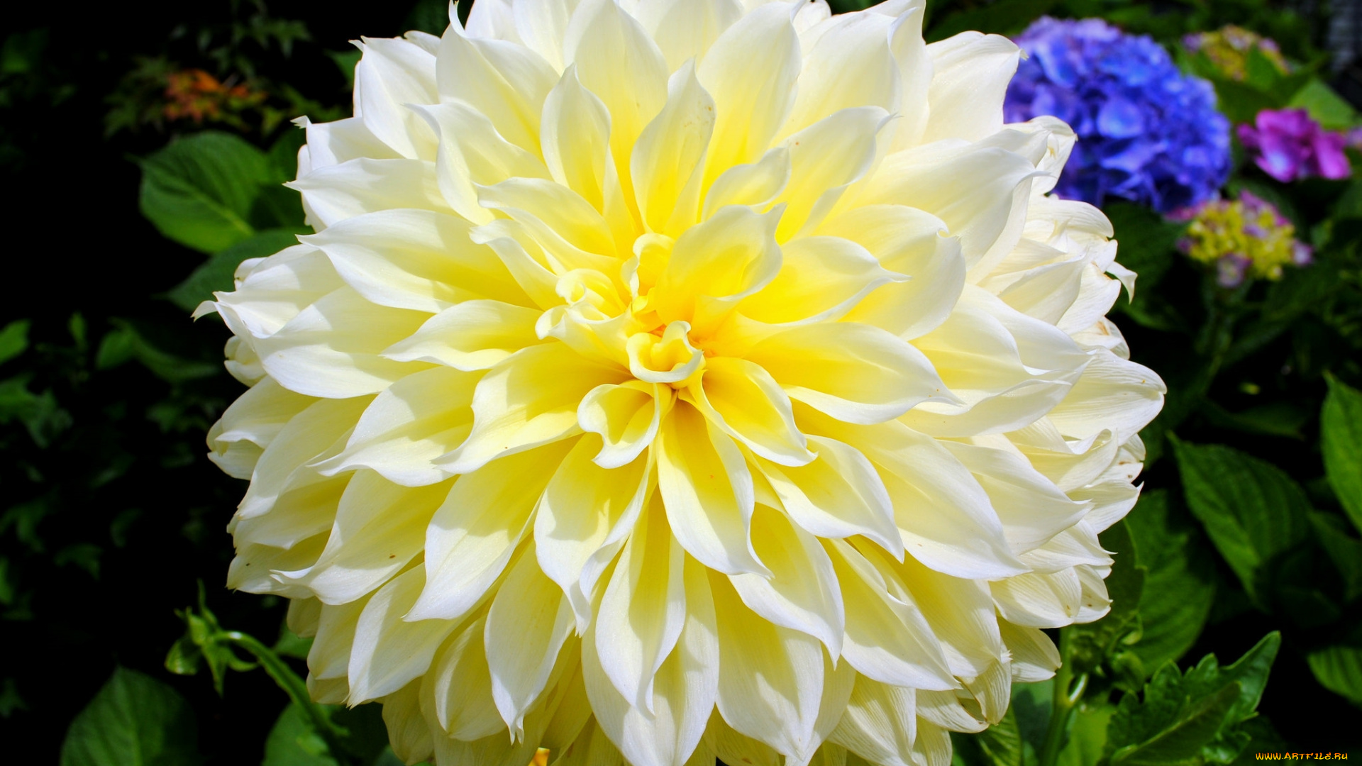 цветы, георгины, макро