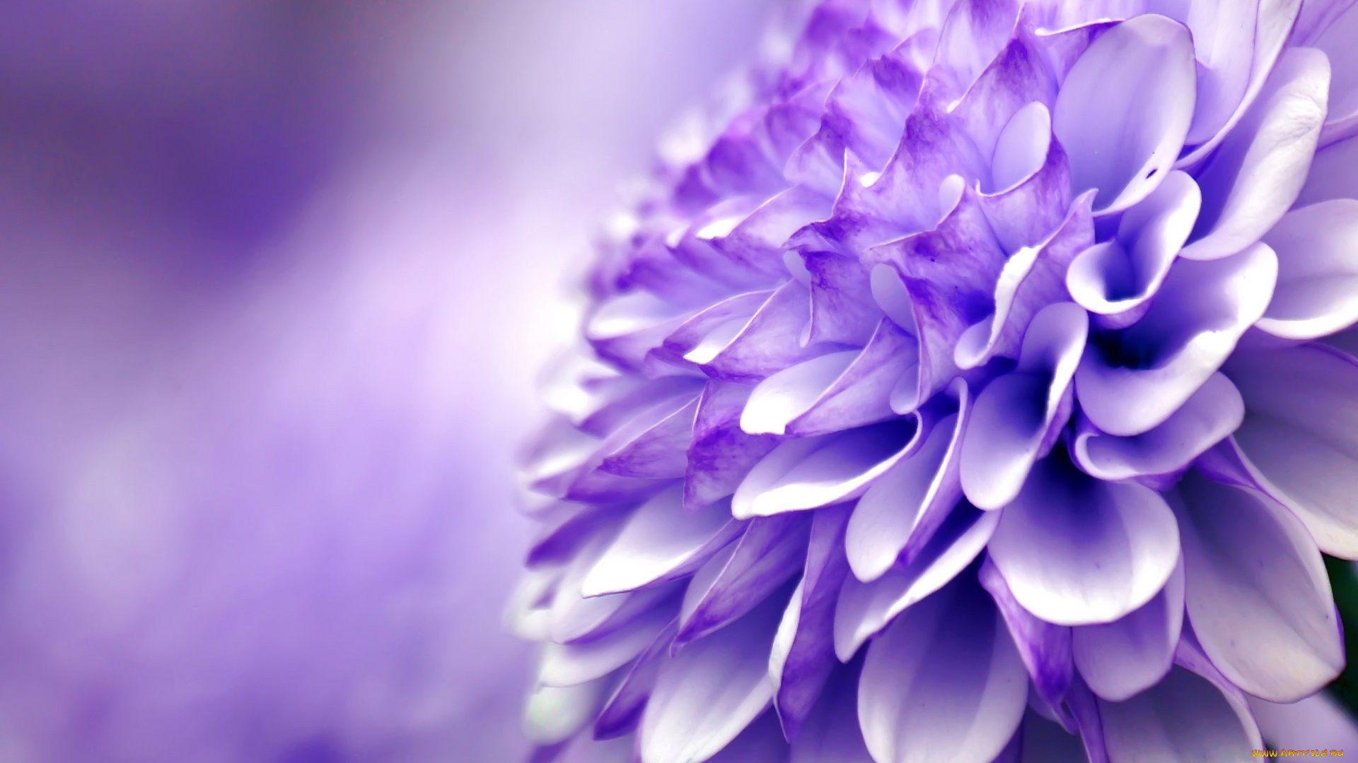 цветы, хризантемы, цветок, макро, фиолетовый, хризантема