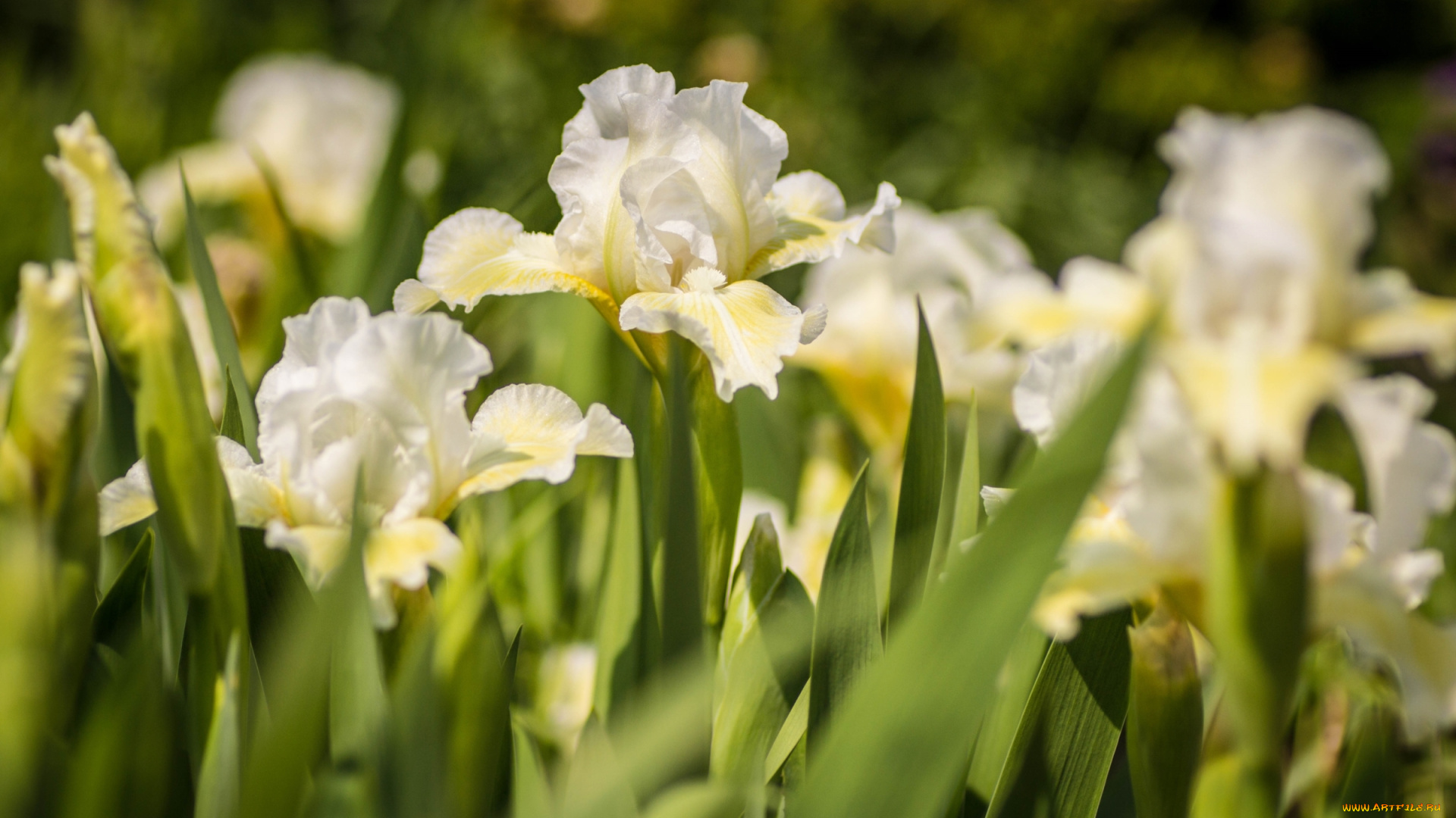 цветы, ирисы, белый