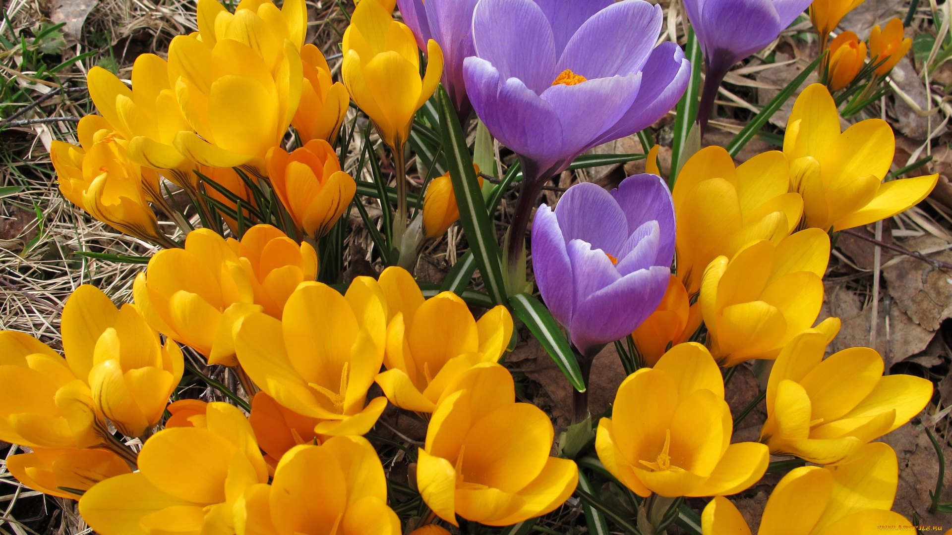 цветы, крокусы, много