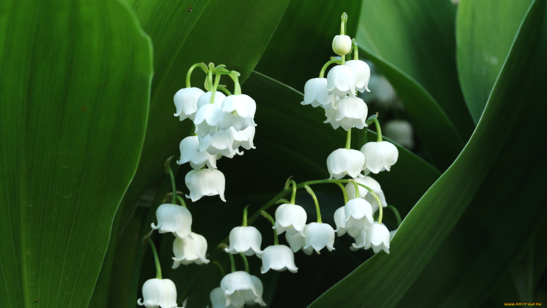 цветы, ландыши, белый
