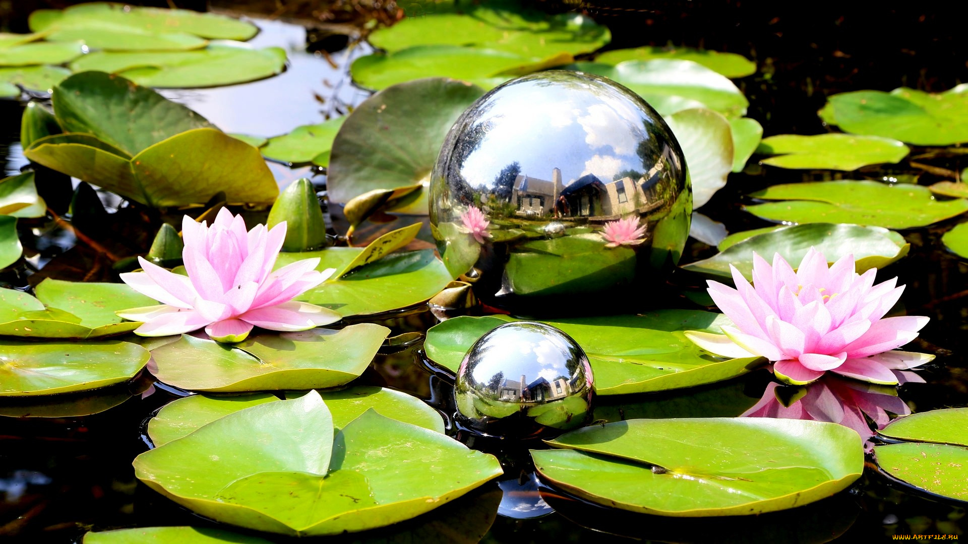 цветы, лилии, водяные, , нимфеи, , кувшинки, шары, кувшинки, листья, вода