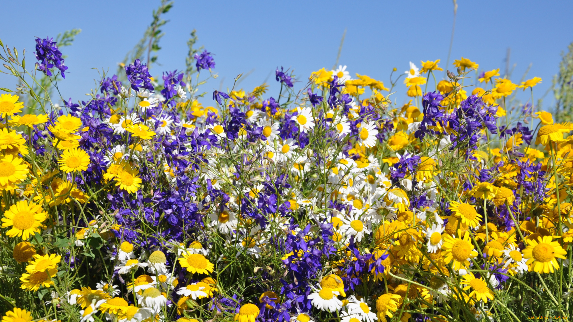 цветы, луговые, , полевые, , цветы, лето, луг