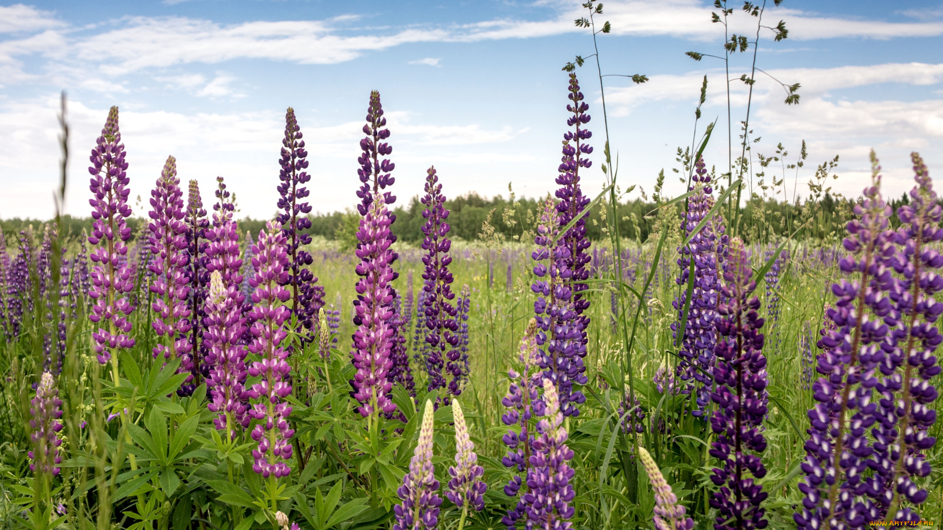 цветы, люпин, луг