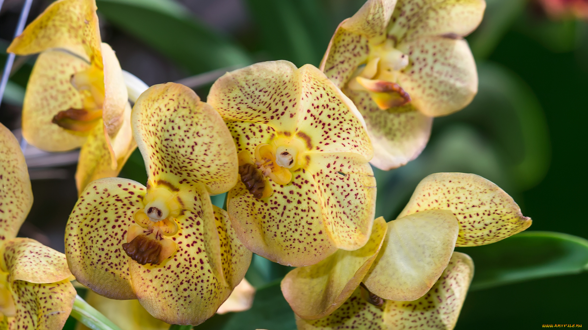 цветы, орхидеи, экзотика