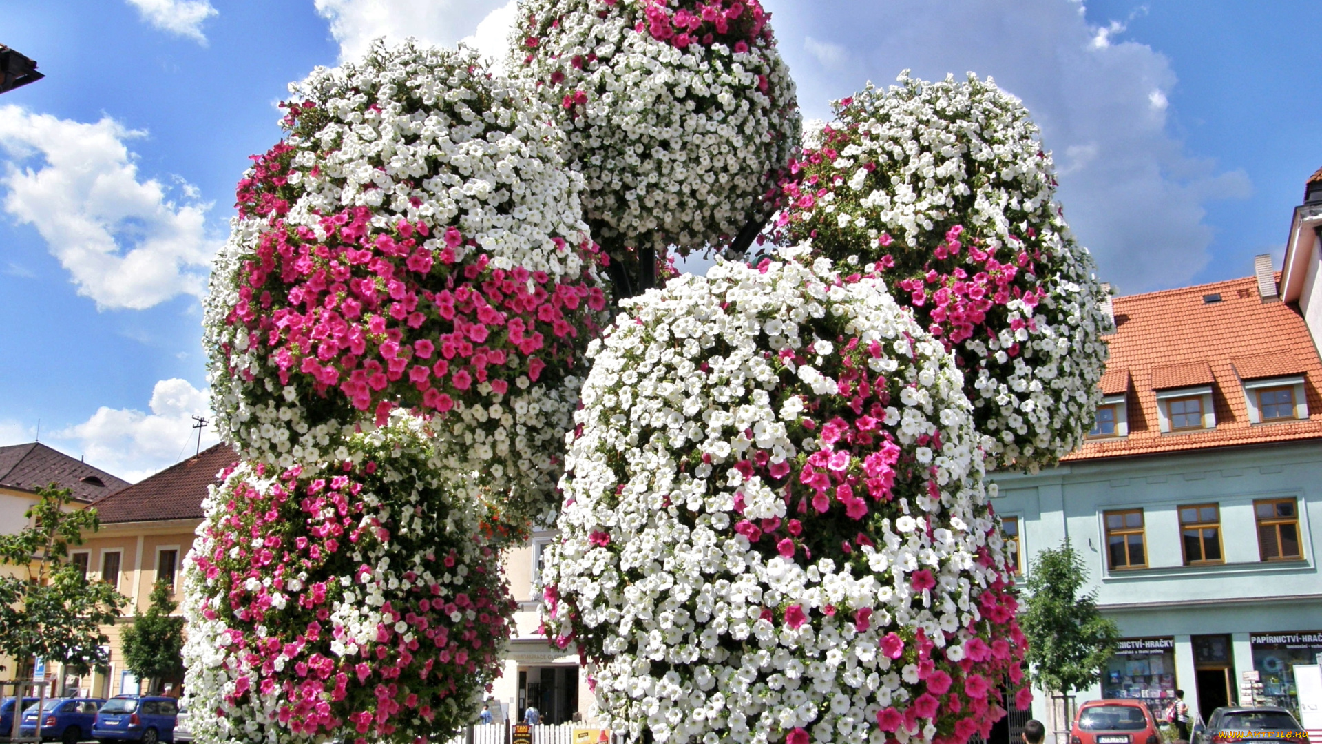 цветы, петунии, , калибрахоа, чудо