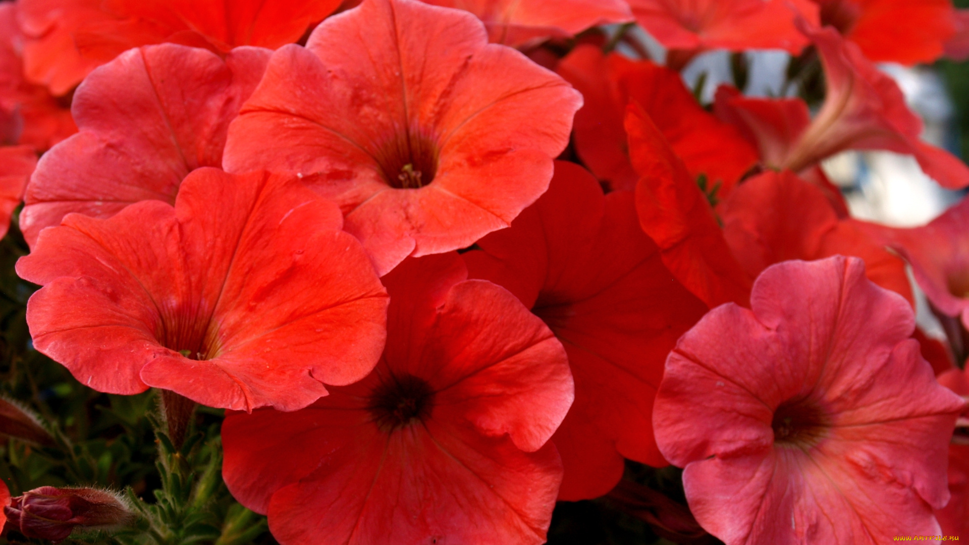 цветы, петунии, , калибрахоа, красный
