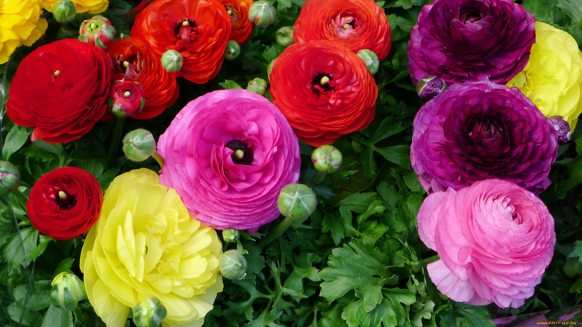 цветы, ранункулюс, , азиатский, лютик, букет, лютик, ранункулюс