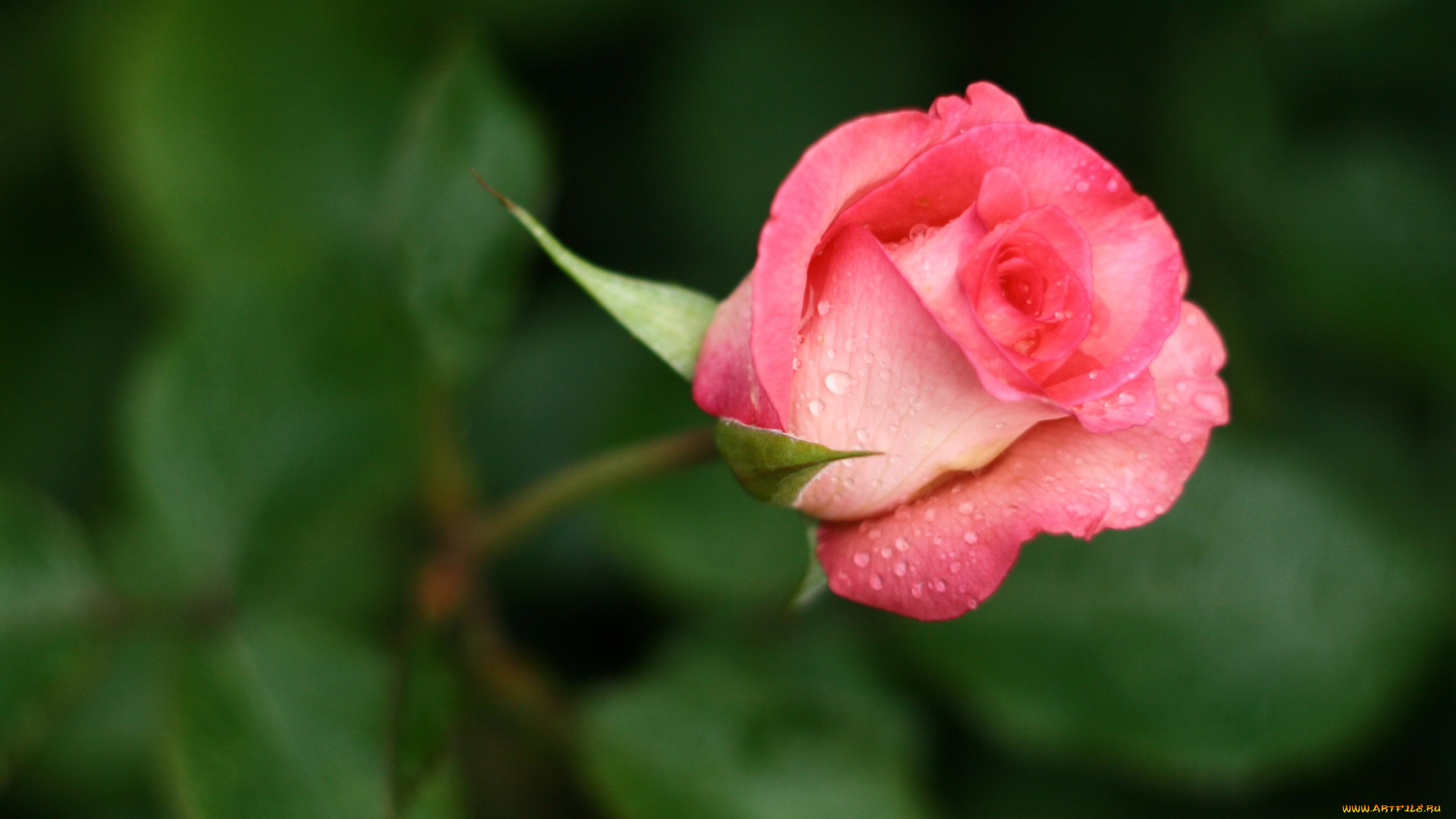 цветы, розы, бутон