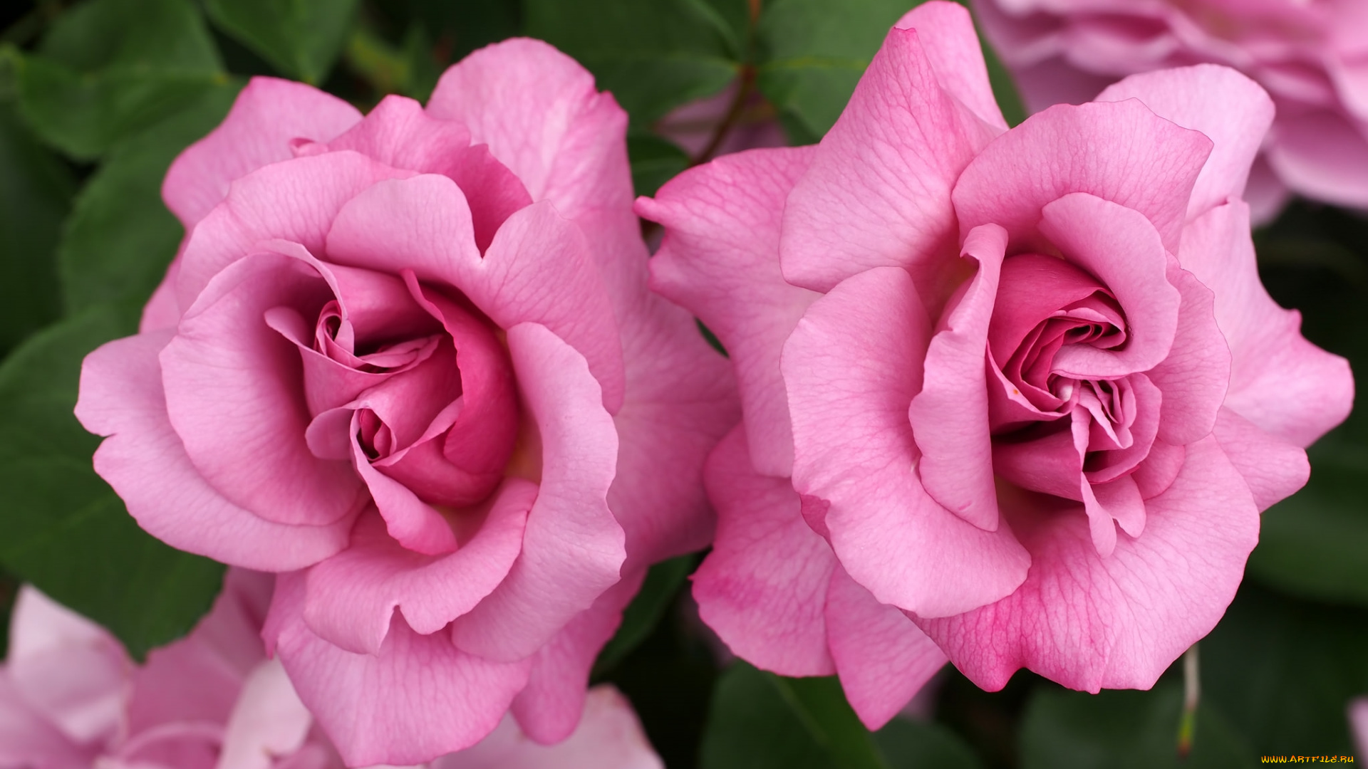 цветы, розы, розовый