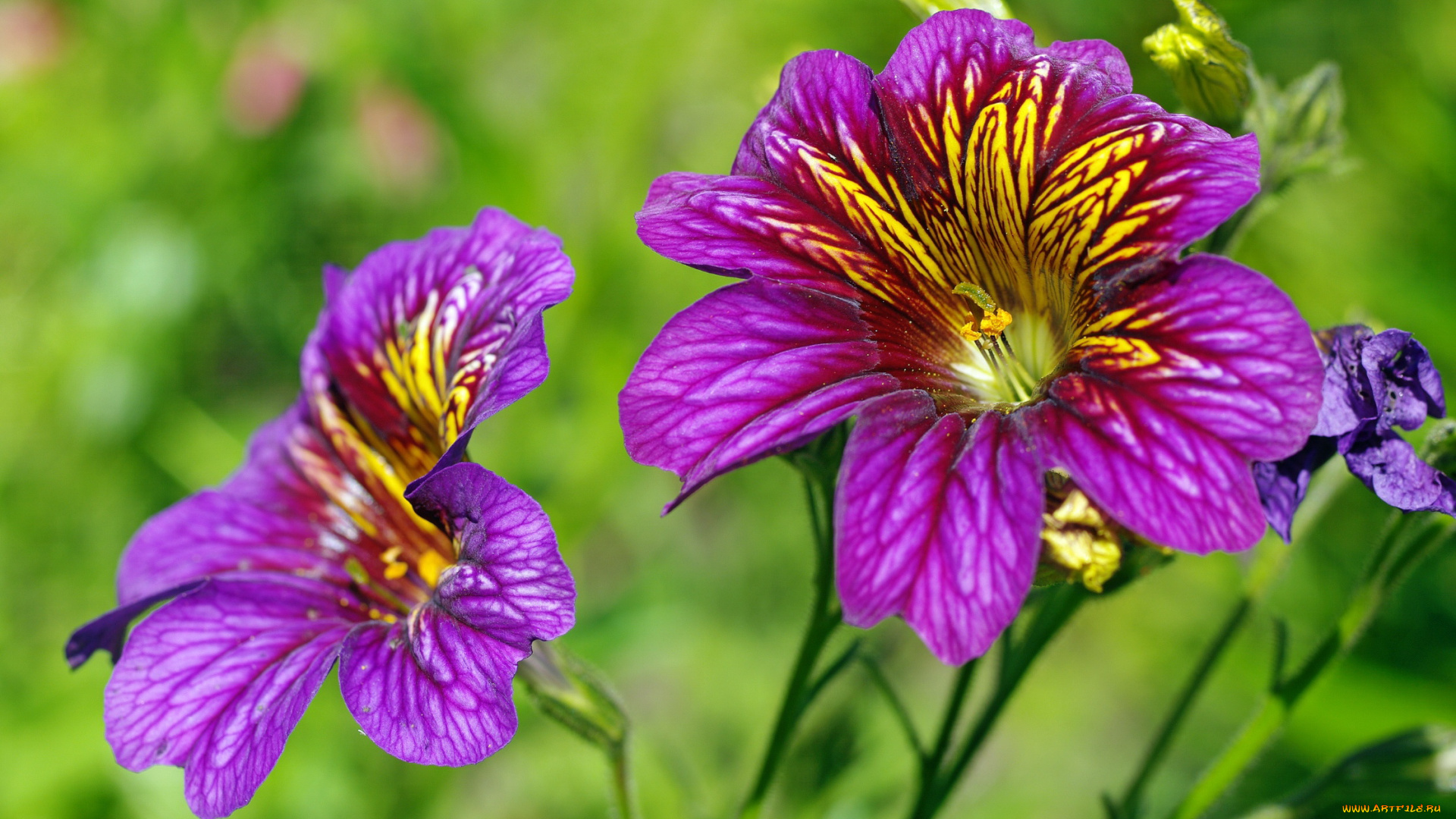 цветы, сальпиглоссис, макро