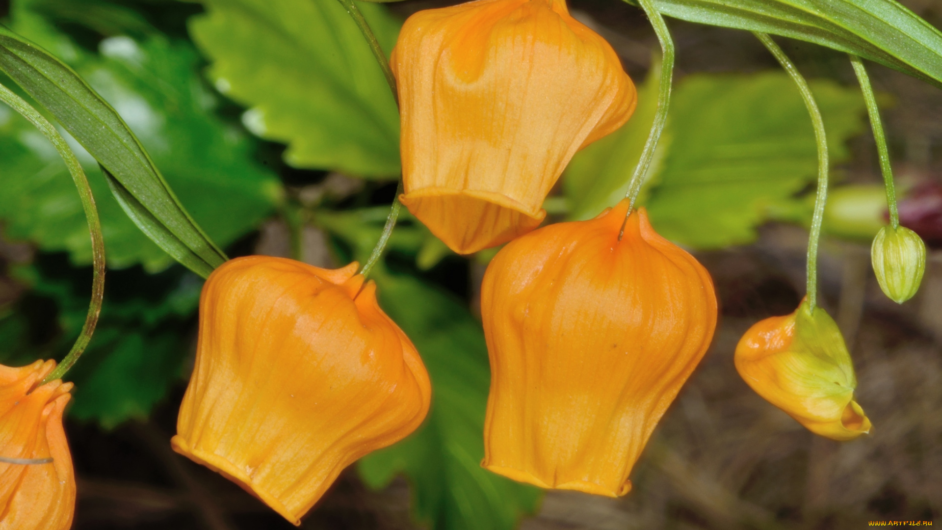 цветы, сандерсония, , золотой, ландыш, желтый