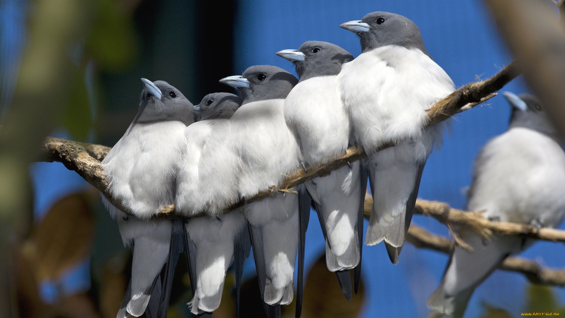 животные, амадины, , зяблики, , астрильды, стайка