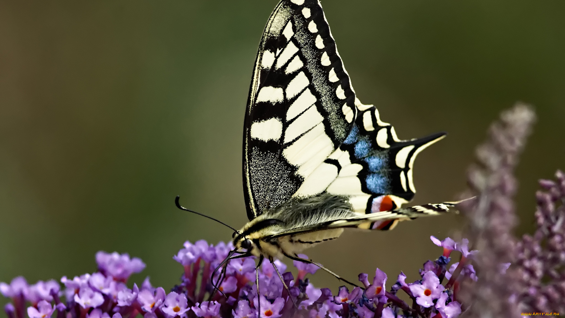 животные, бабочки, крылья