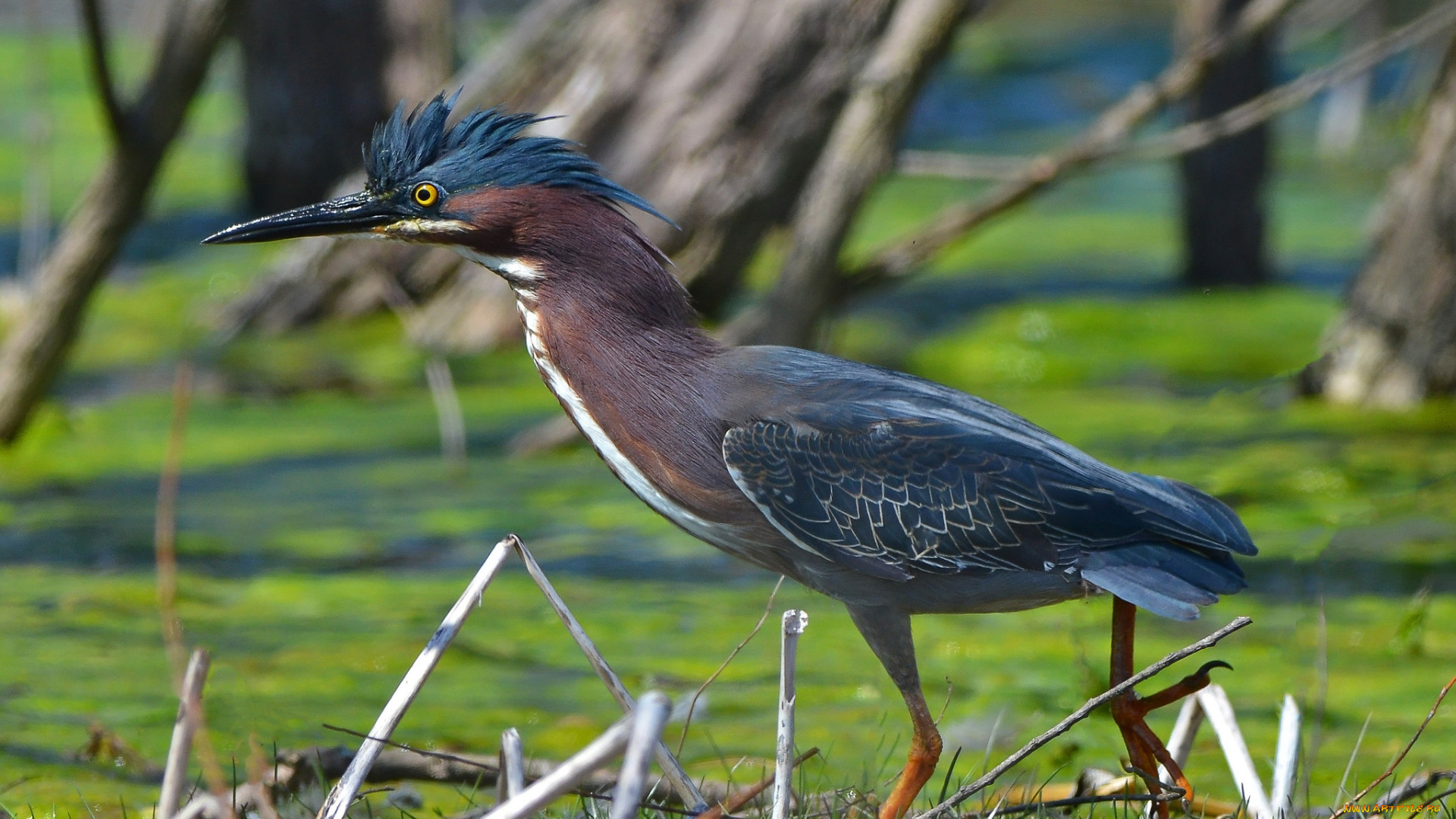 животные, цапли, , выпи, цапля