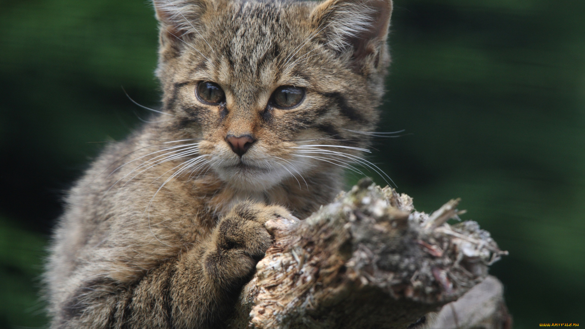 животные, дикие, кошки, кошак