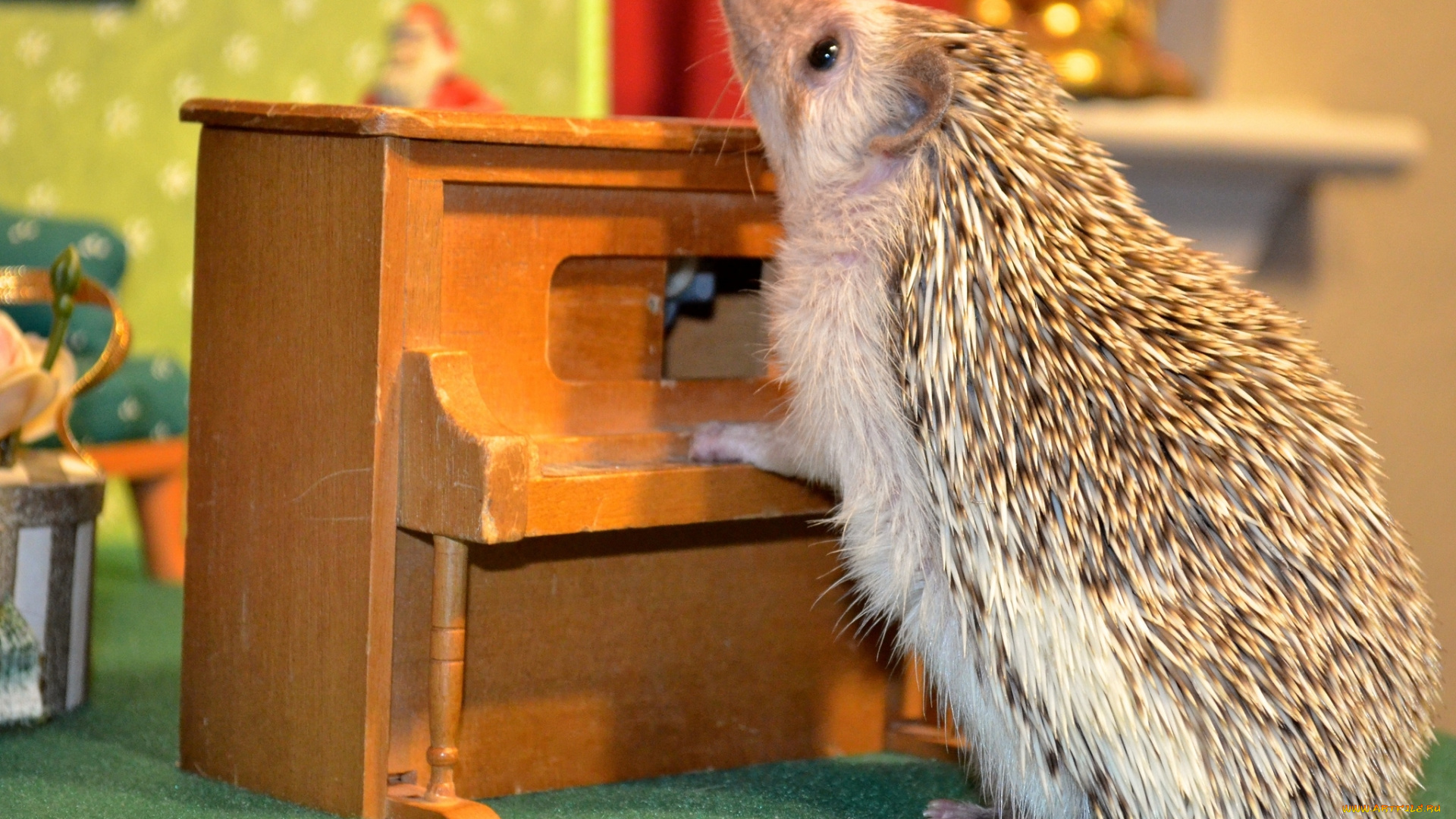 животные, ежи, пианино, колючки