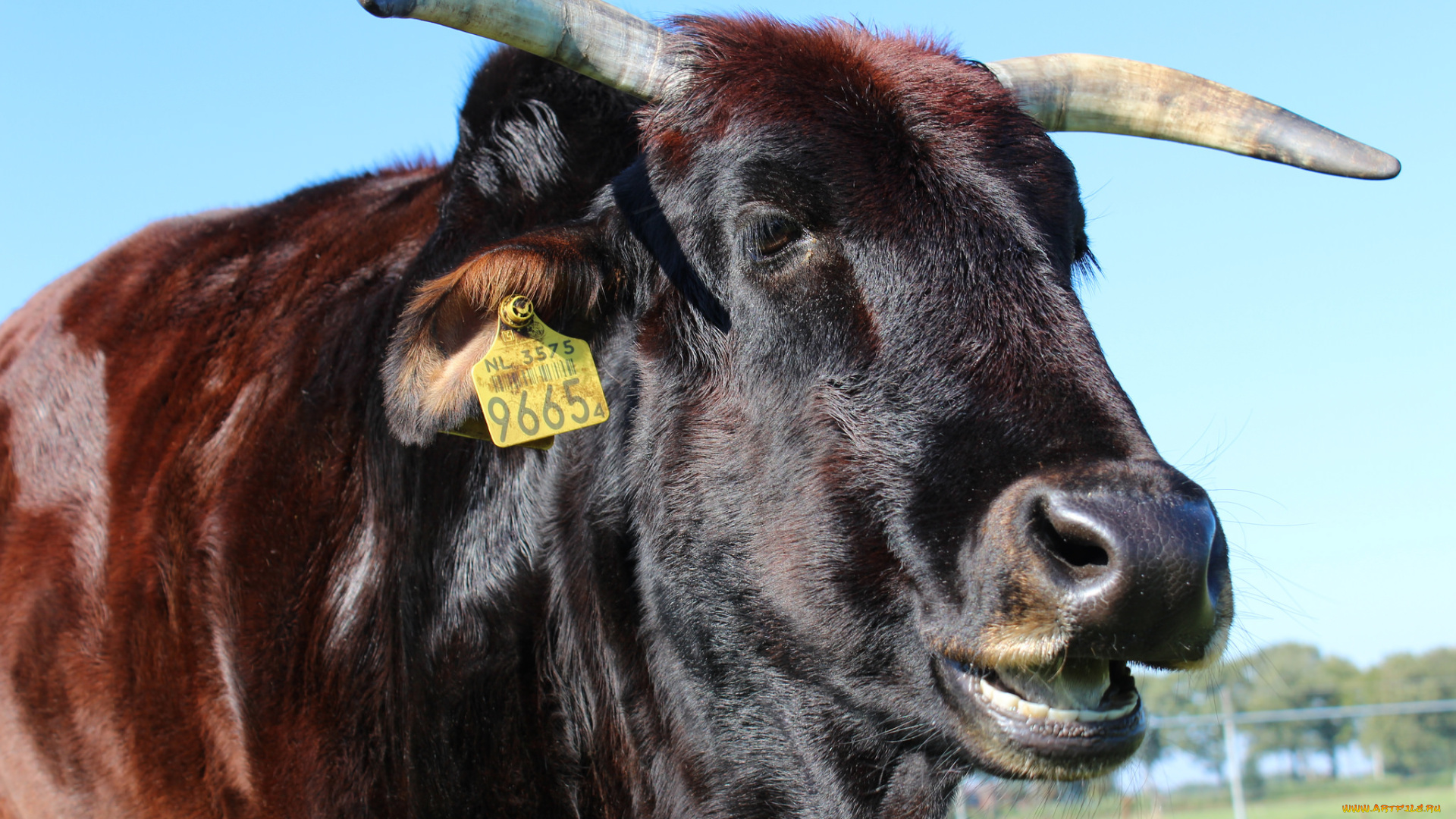 животные, коровы, , буйволы, бык, голова, рога