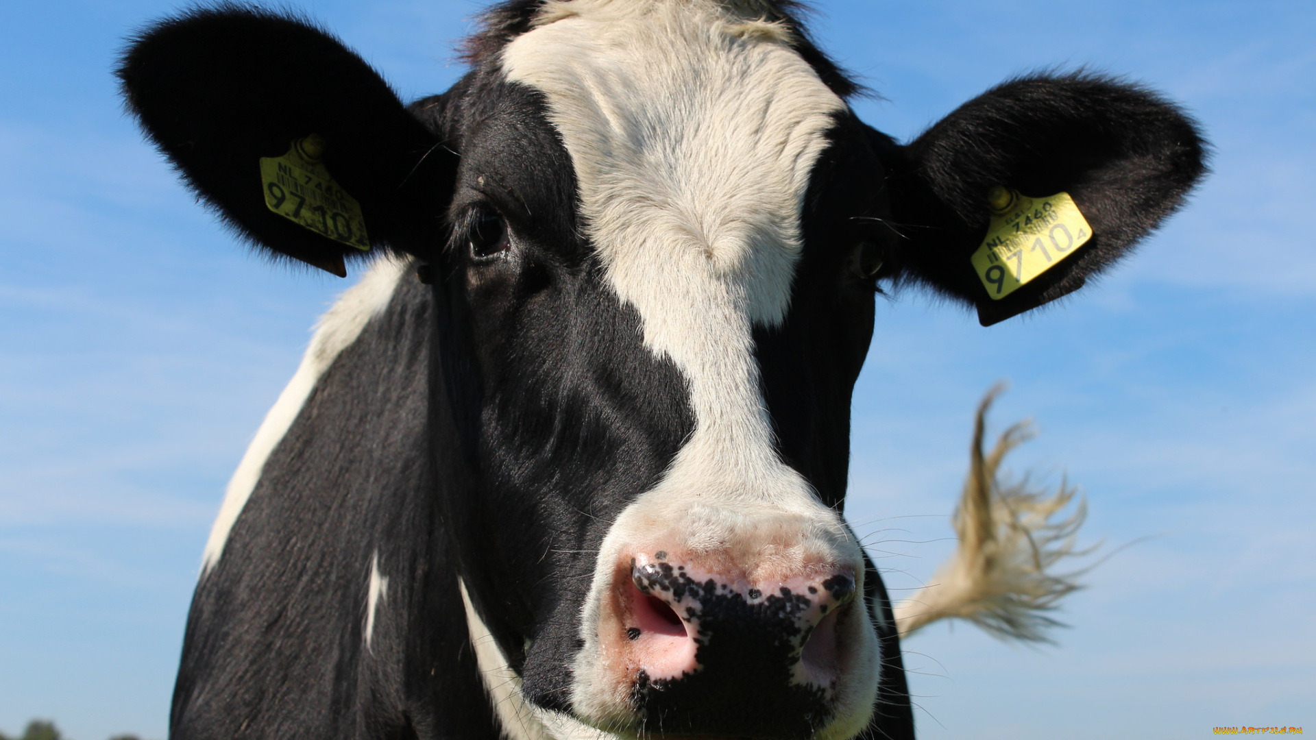 животные, коровы, , буйволы, голова, корова