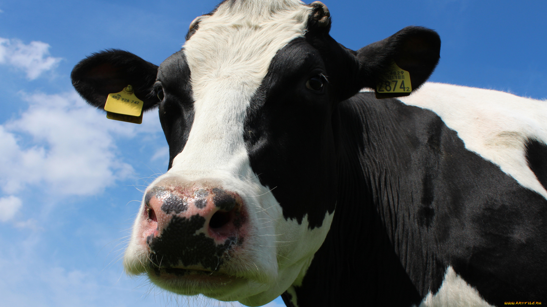 животные, коровы, , буйволы, корова, голова