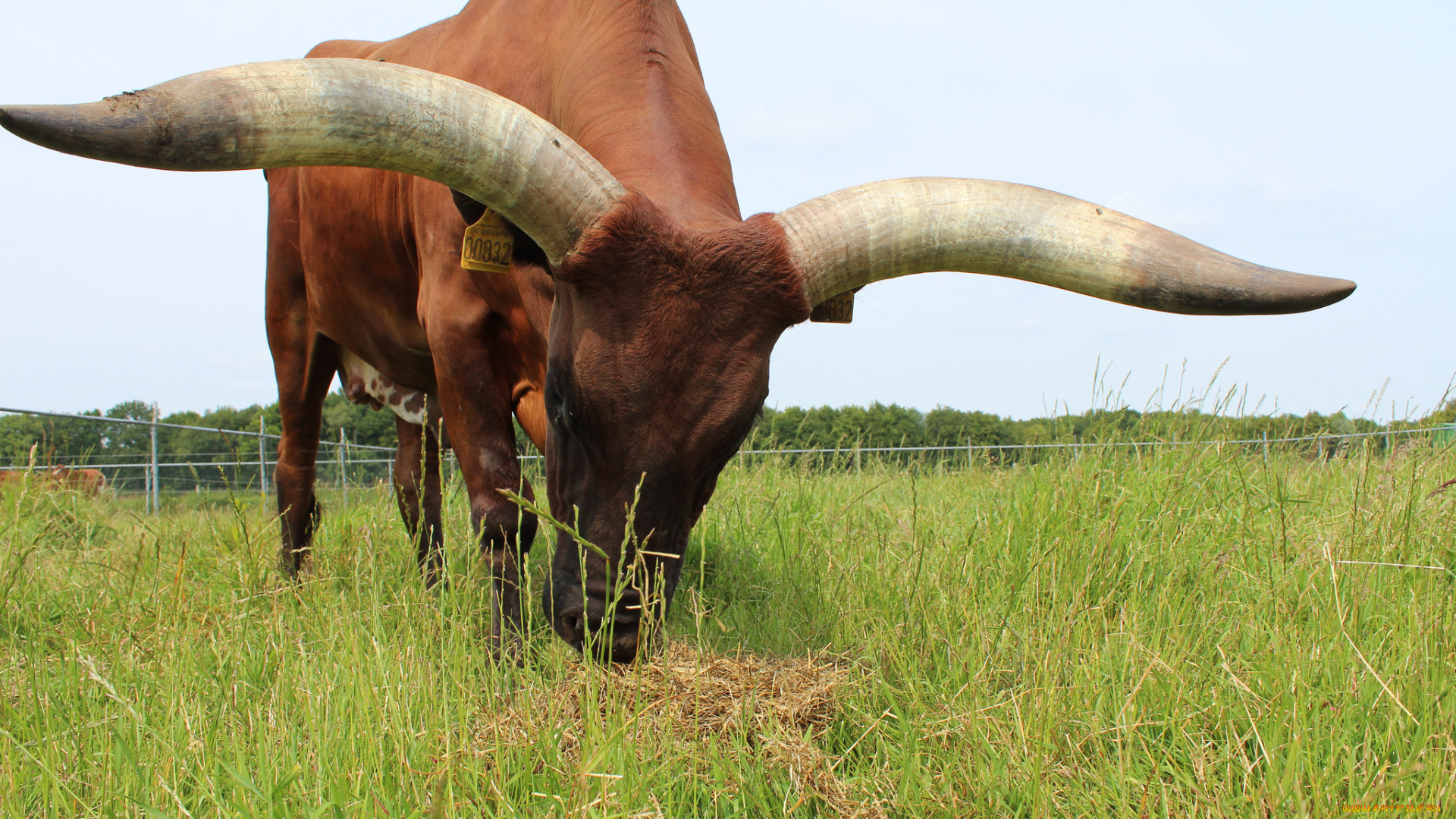 животные, коровы, , буйволы, луг, бык, рога