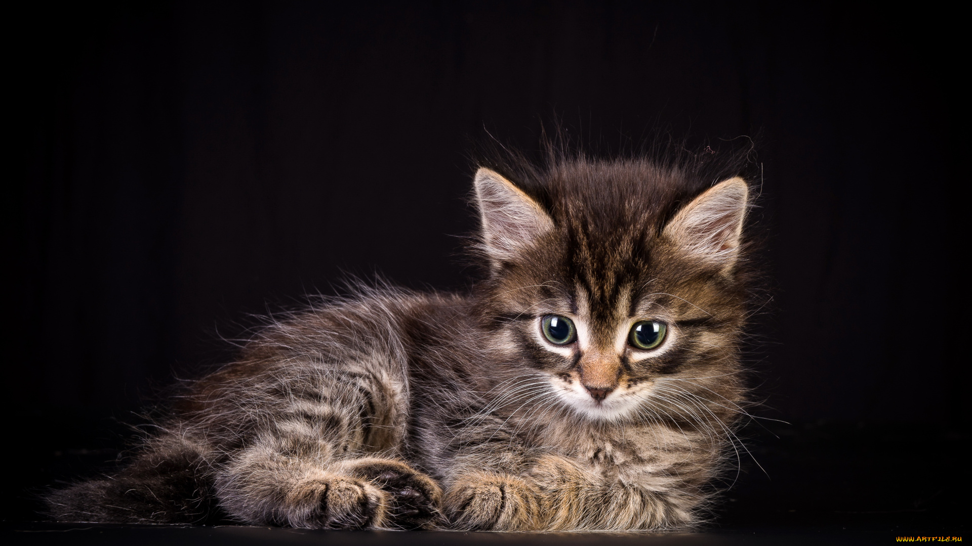 животные, коты, котенок, взгляд