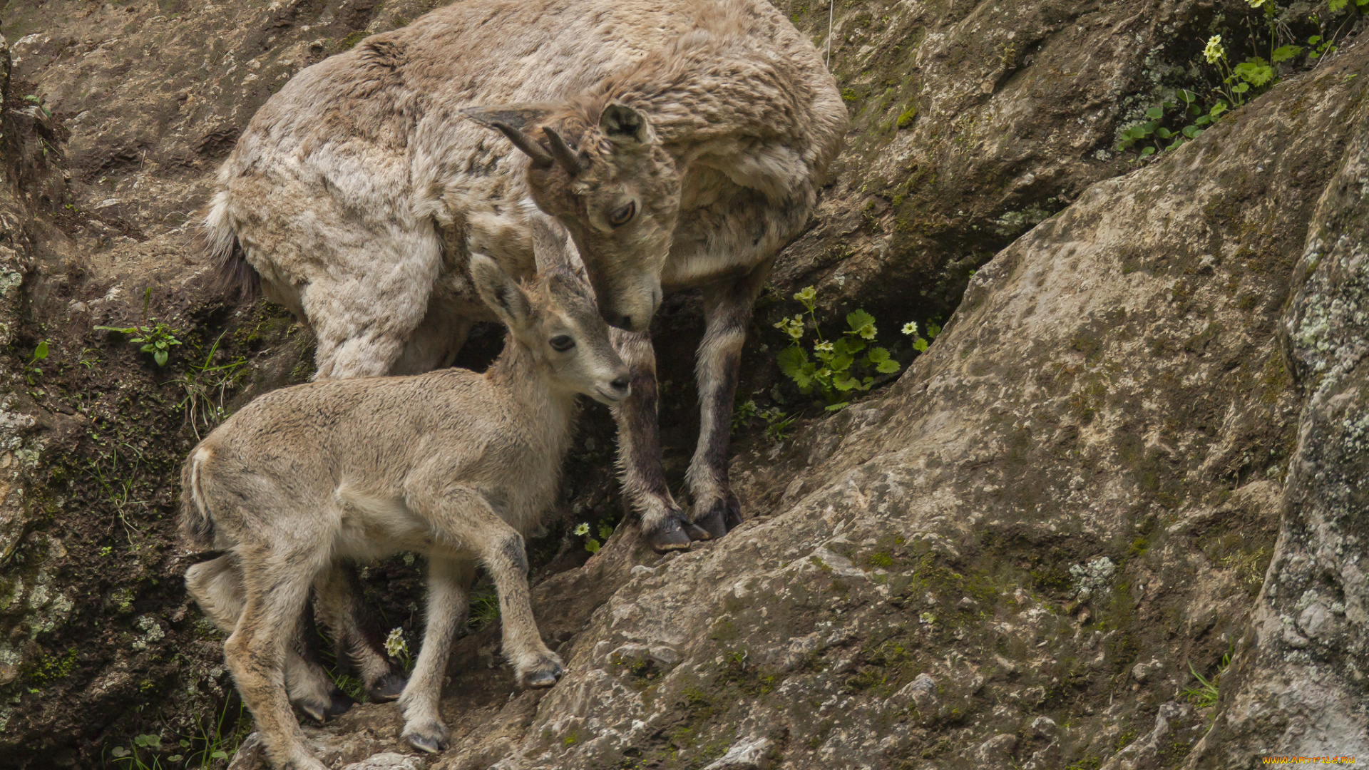 животные, козы, горные