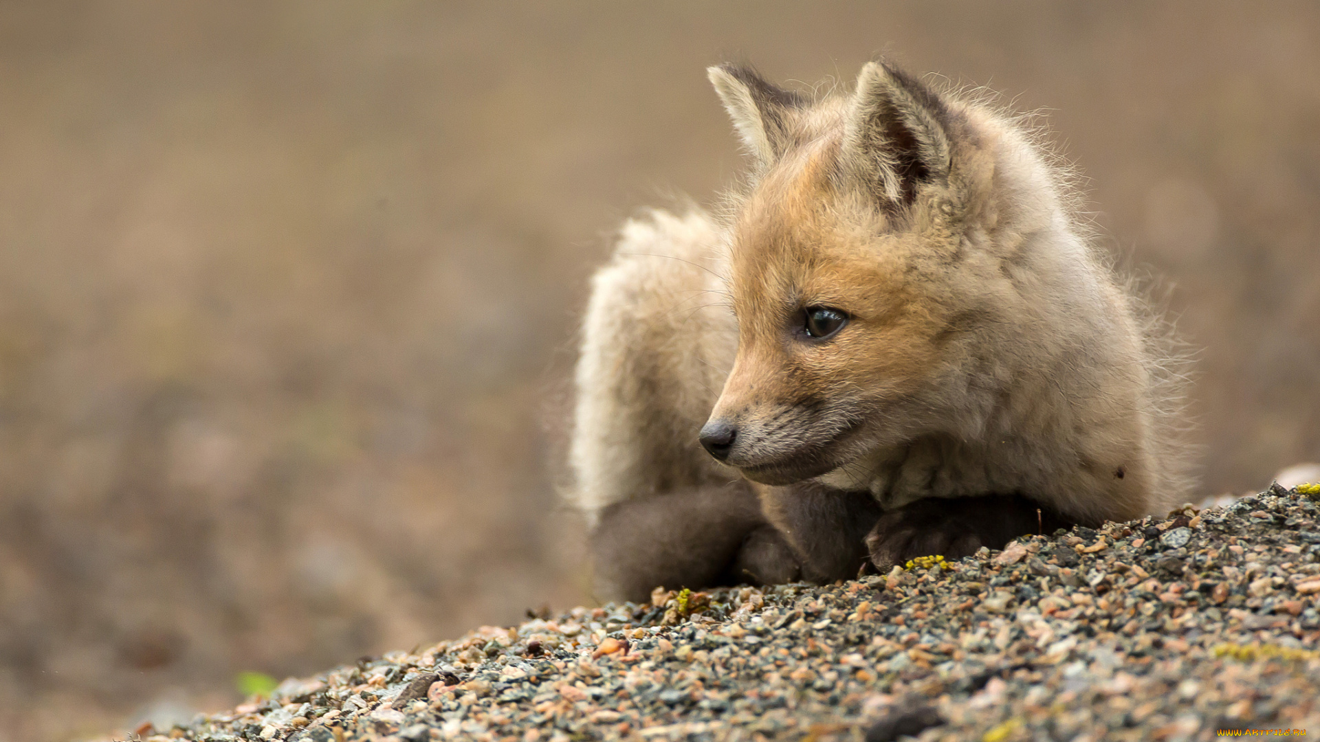 животные, лисы, лисенок, рыжий, лежит