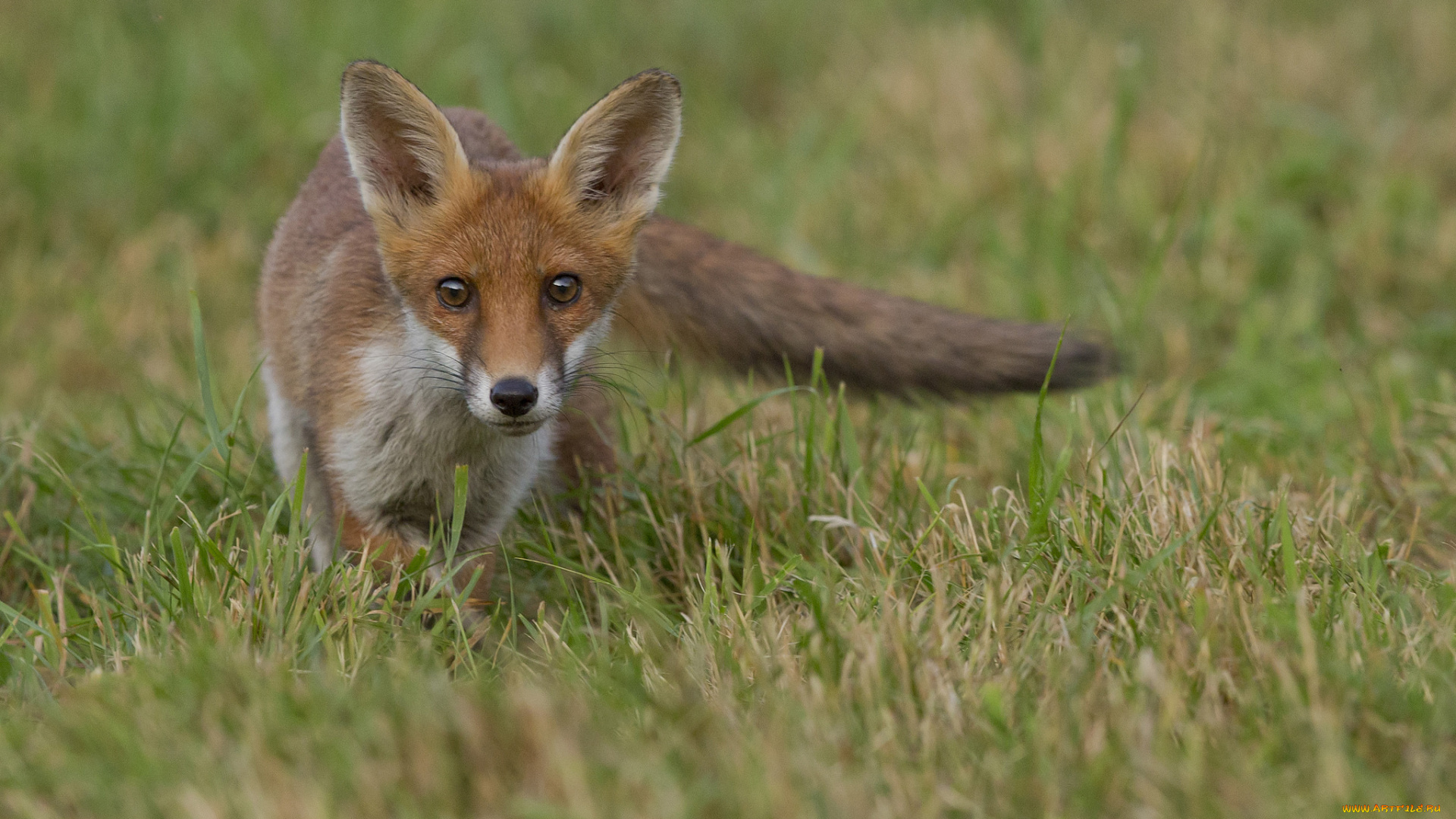 животные, лисы, луг, лисичка