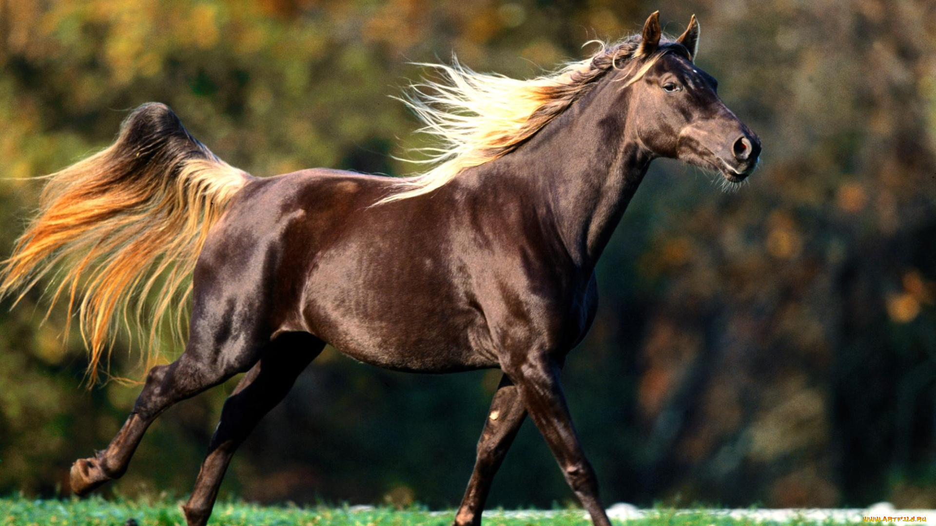 животные, лошади, конь, галоп, трава, луг