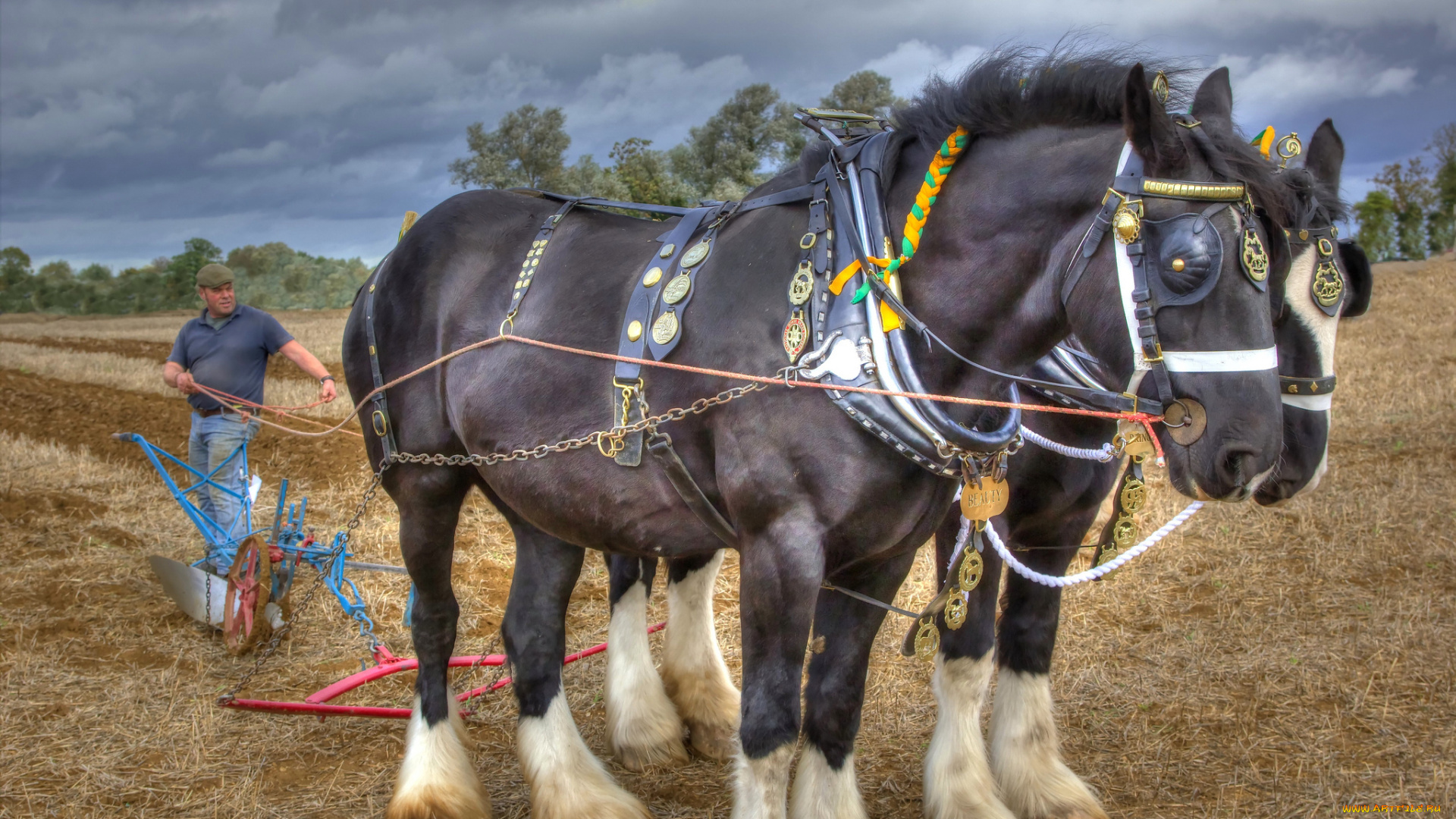 животные, лошади, пашня, кони, пара