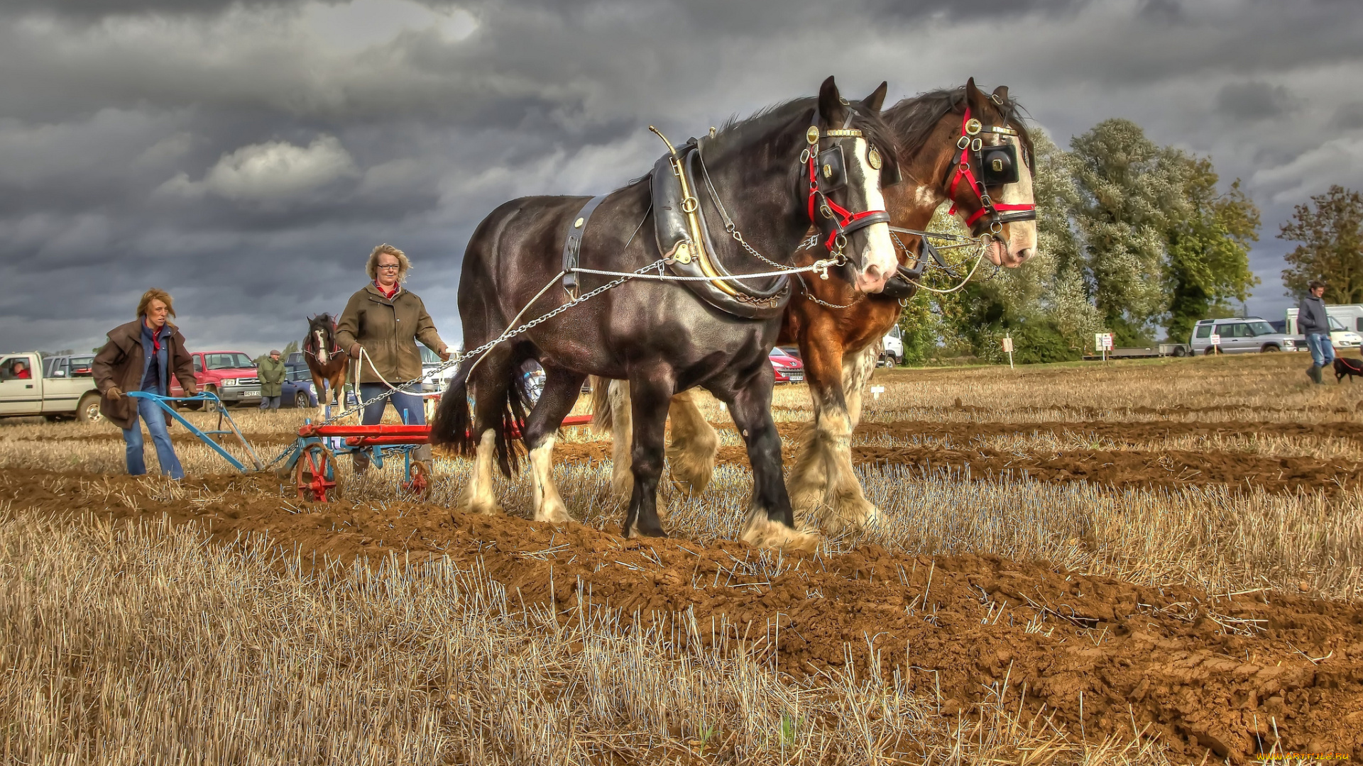 животные, лошади, пашня, кони, пара