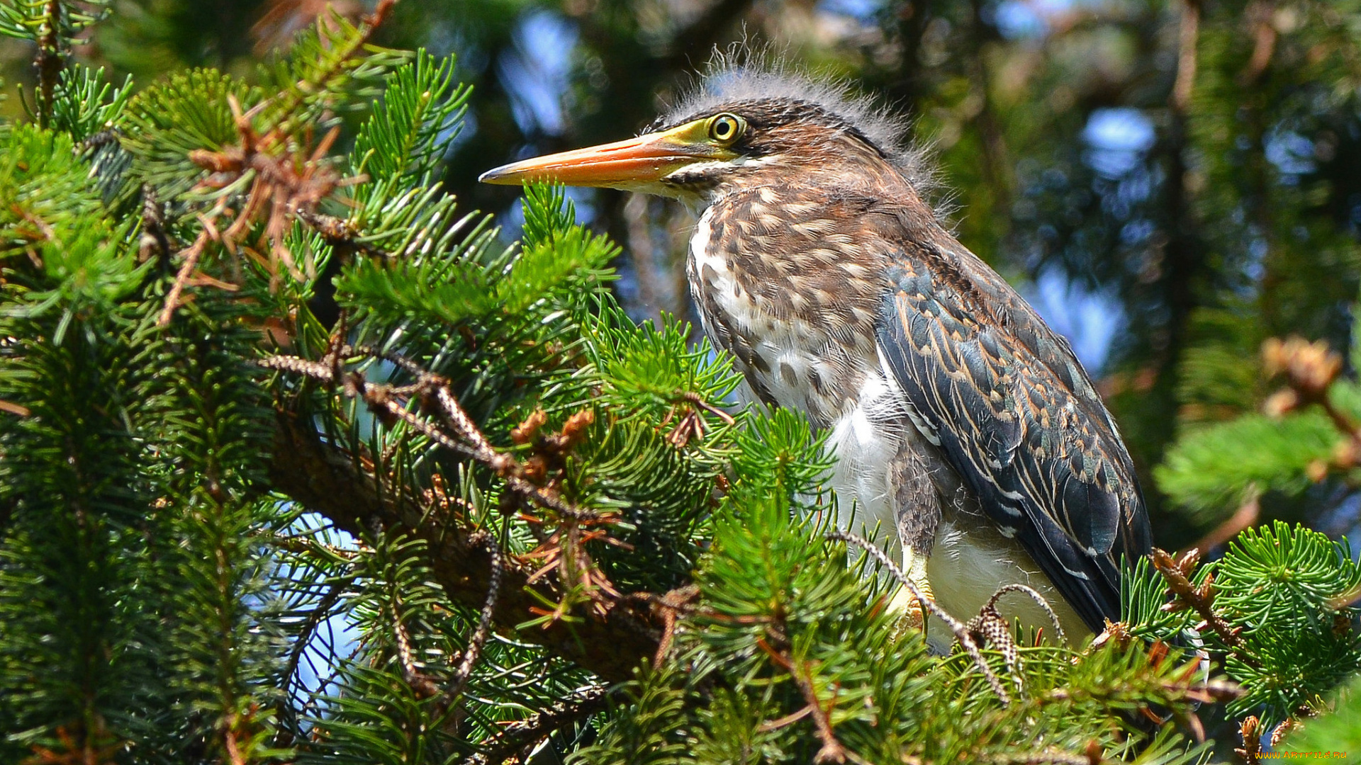 животные, птицы, ель, хвоя, птица