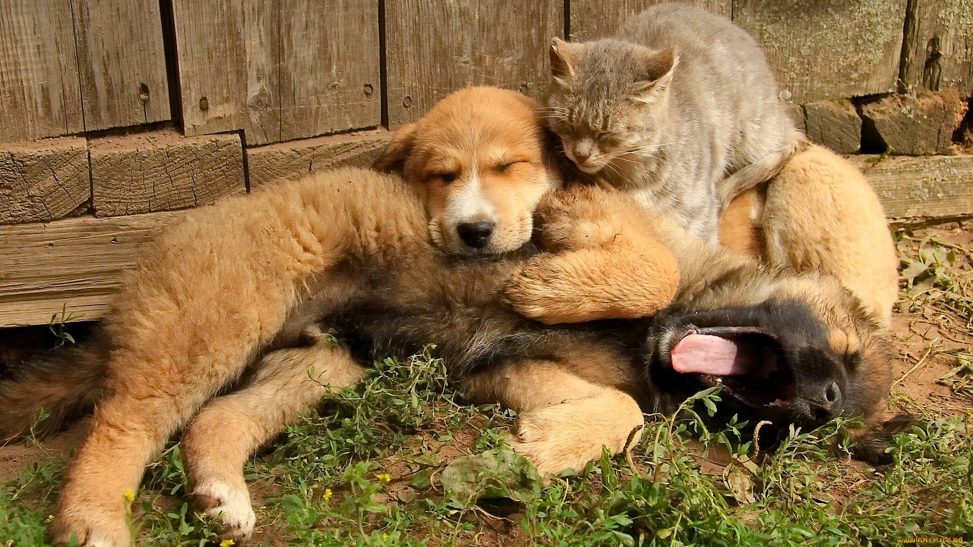 животные, разные, вместе, собаки, щенок, кот, кошка, друзья, дружба, троица