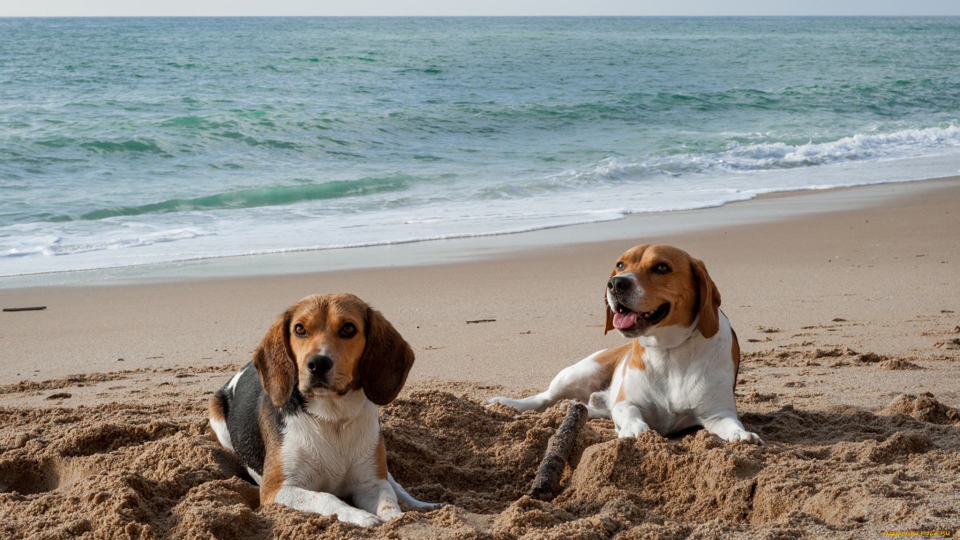 животные, собаки, пляж, песок